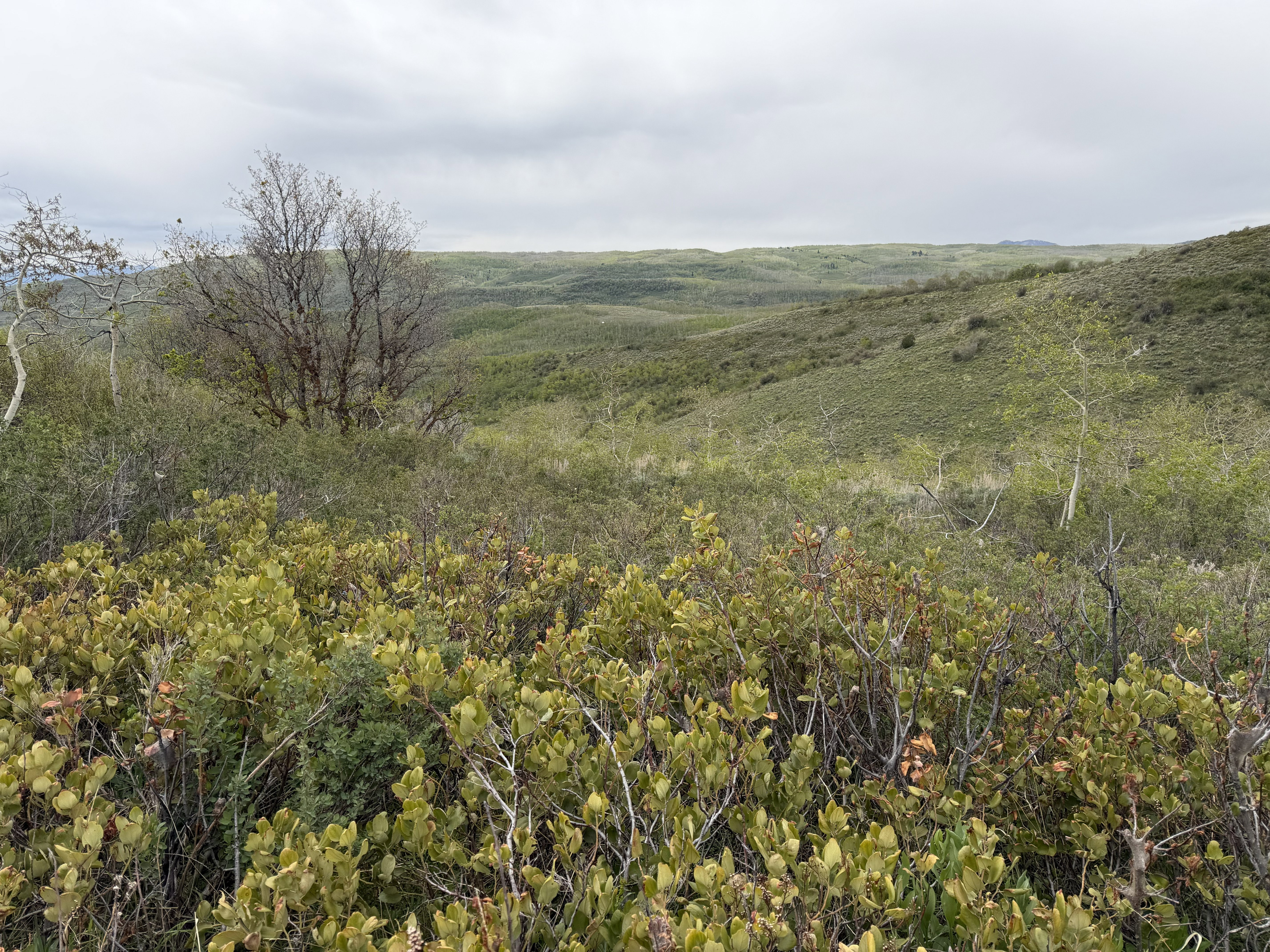 Rolling green hills and natural foliage define this expansive outdoor landscape