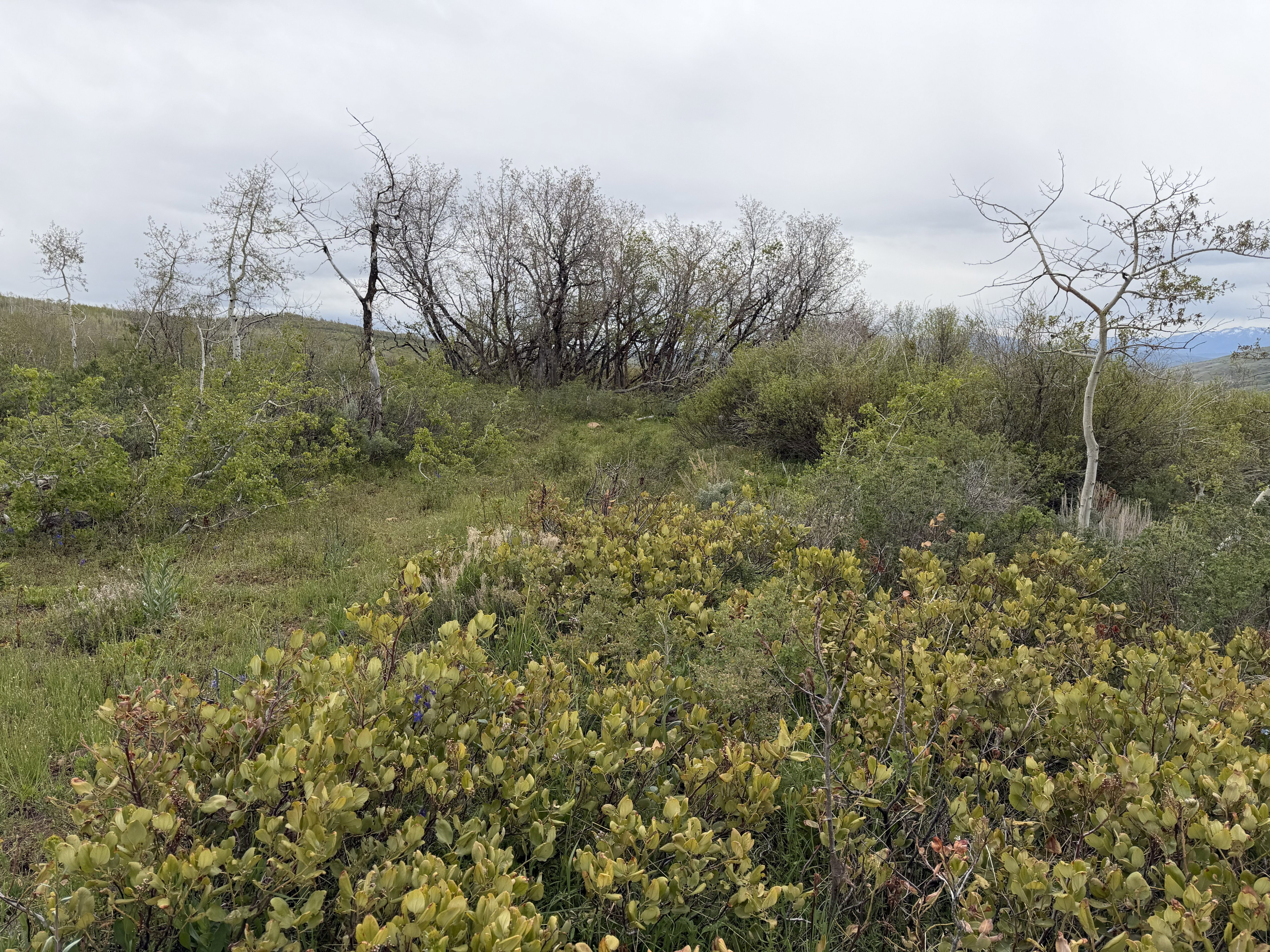 Natural landscape featuring varied ground cover and mature deciduous trees