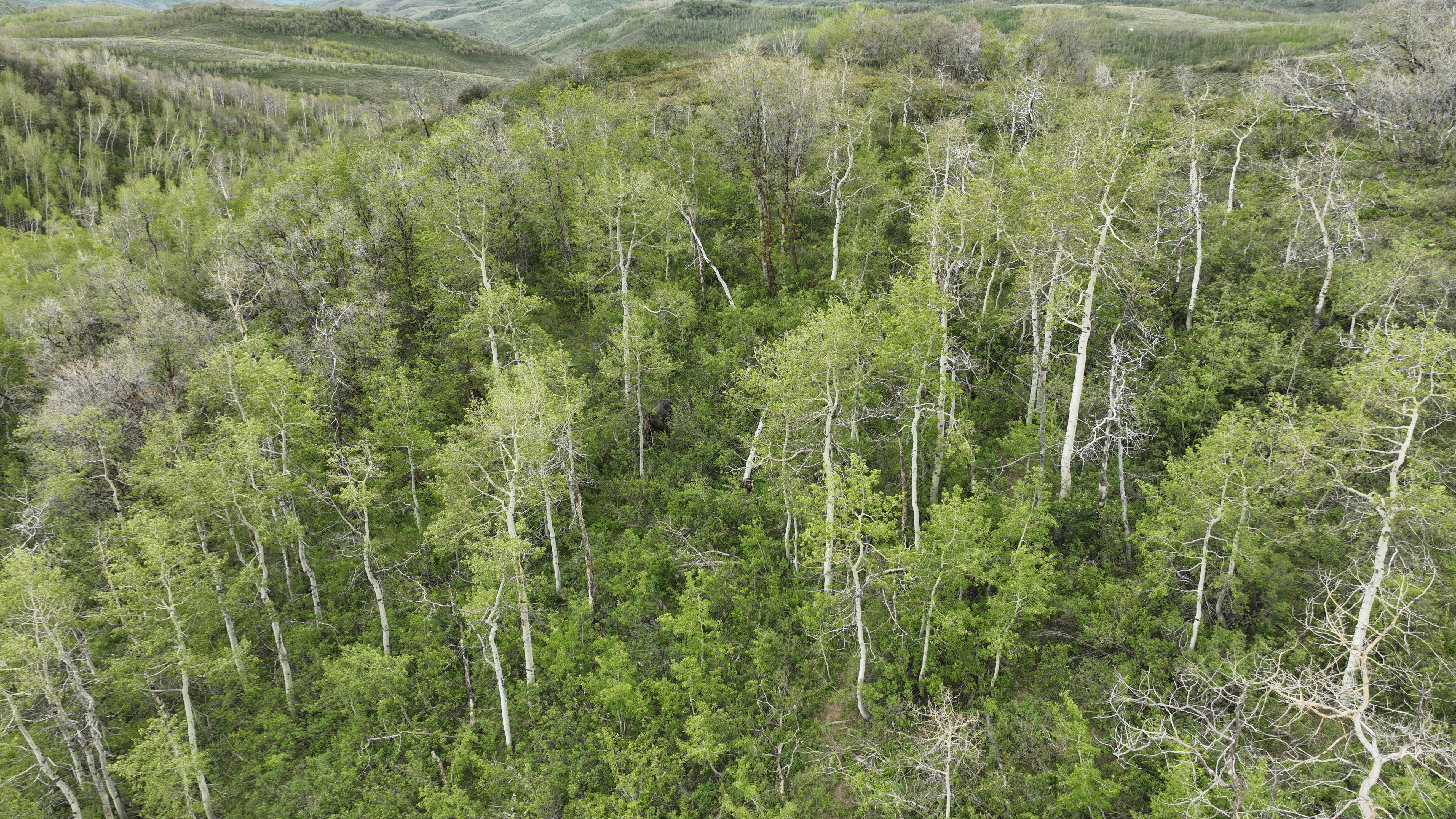 Wooded acreage featuring a diverse canopy of mature trees and varied undergrowth