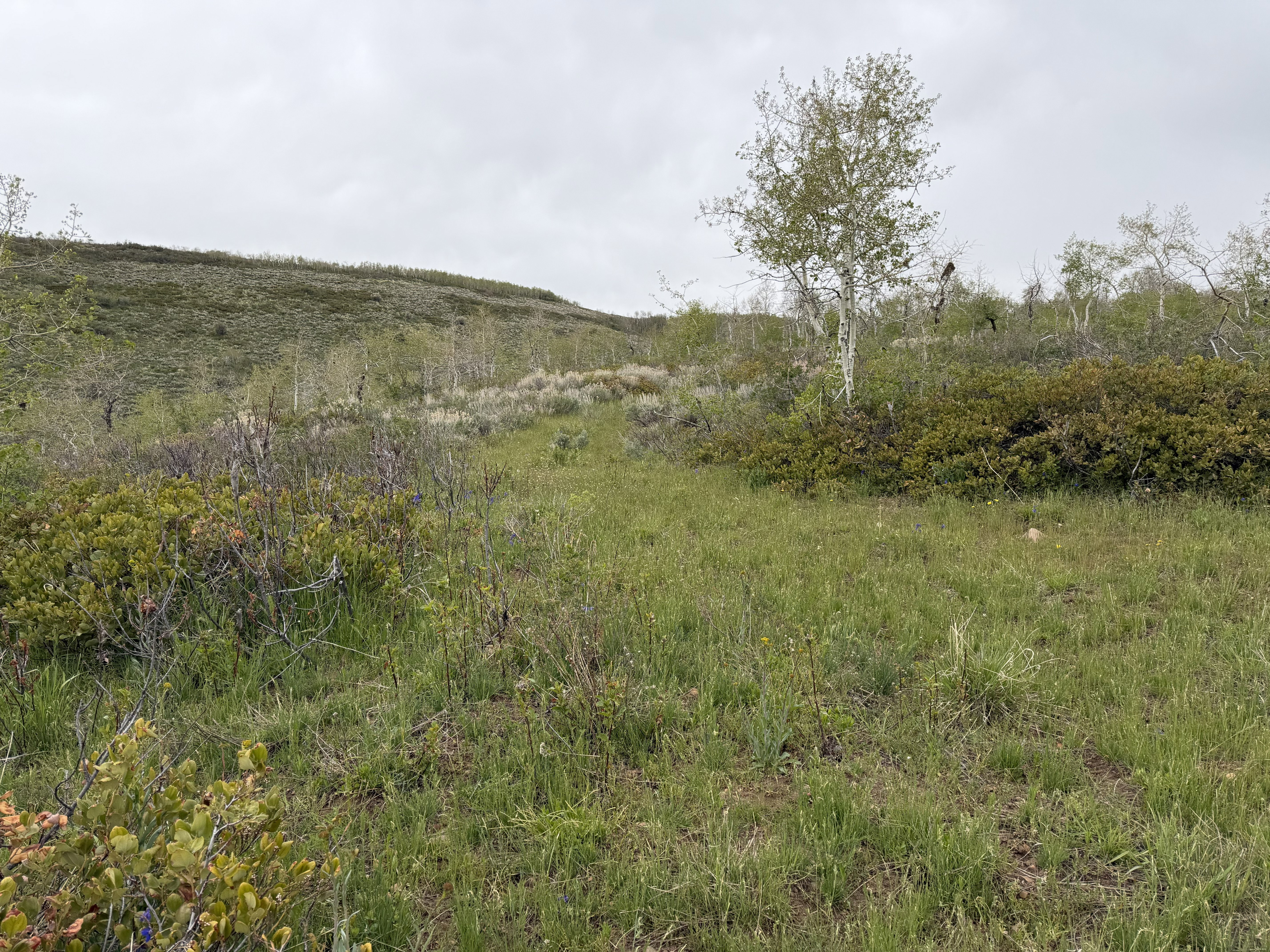 Expansive natural landscape featuring rolling hills and varied vegetation