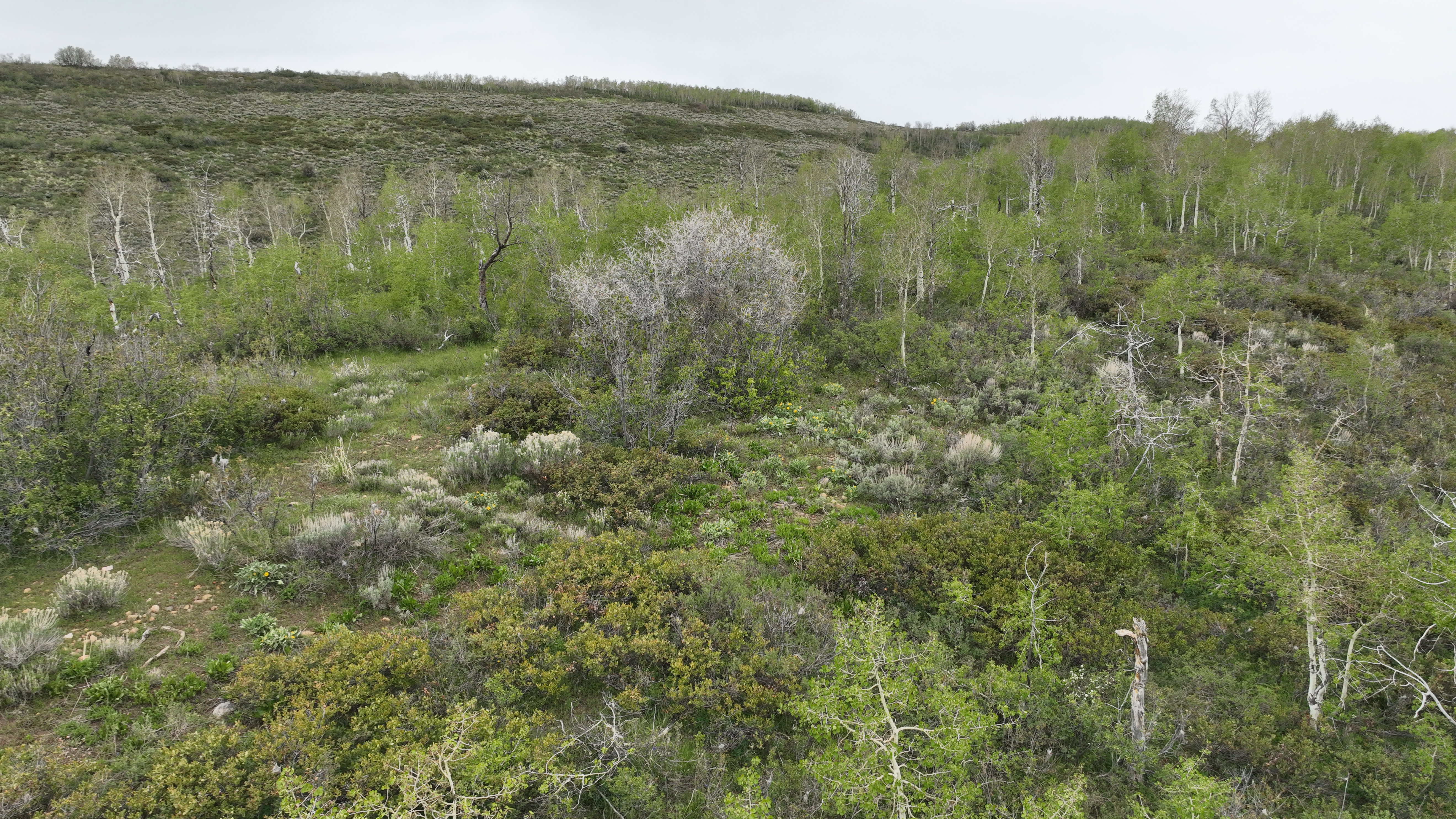 Expansive natural terrain featuring diverse flora, including mature trees with white bark, vibrant green foliage, and various low-lying shrubs