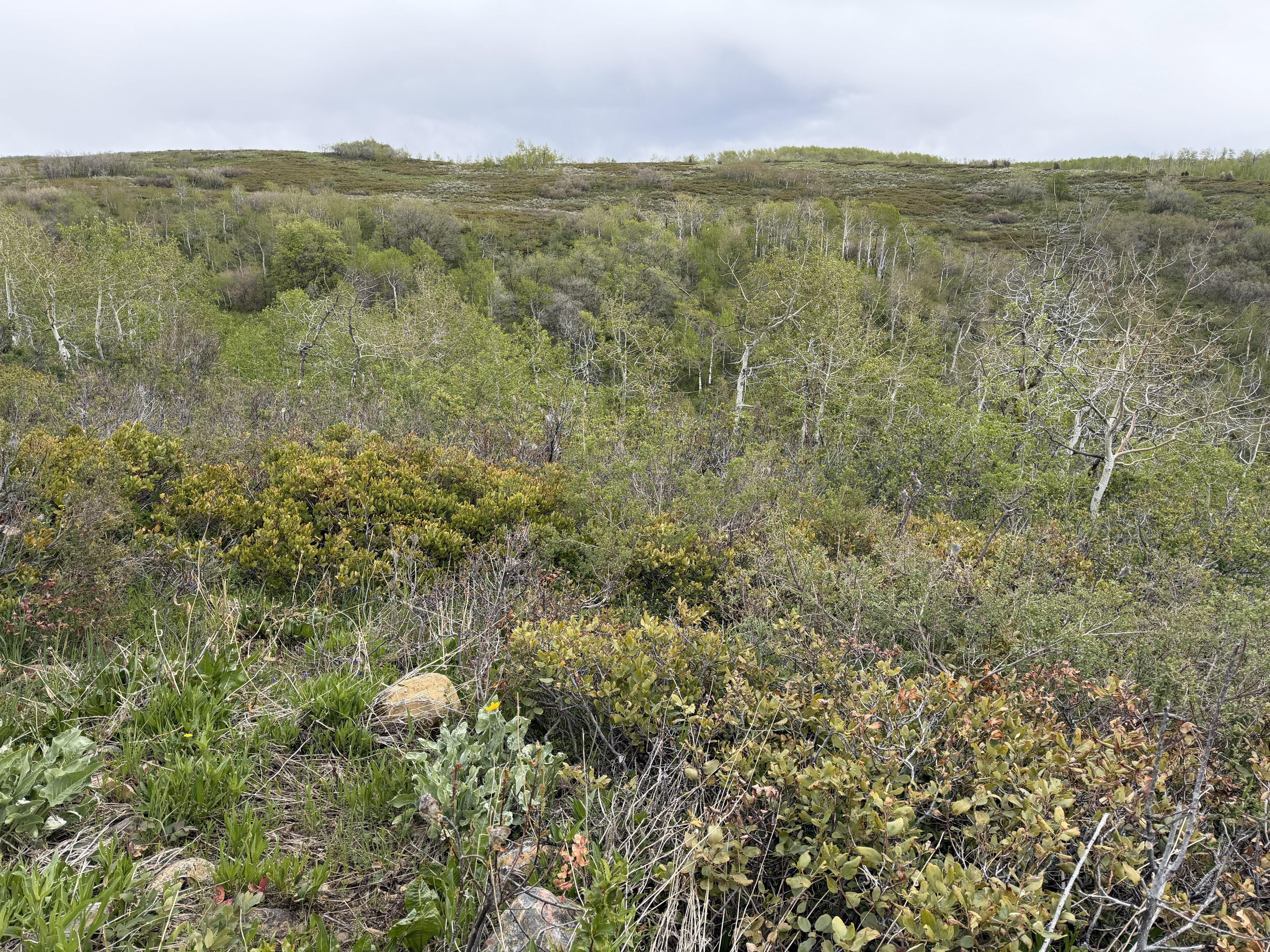 Expansive natural landscape featuring diverse foliage and a gradual incline