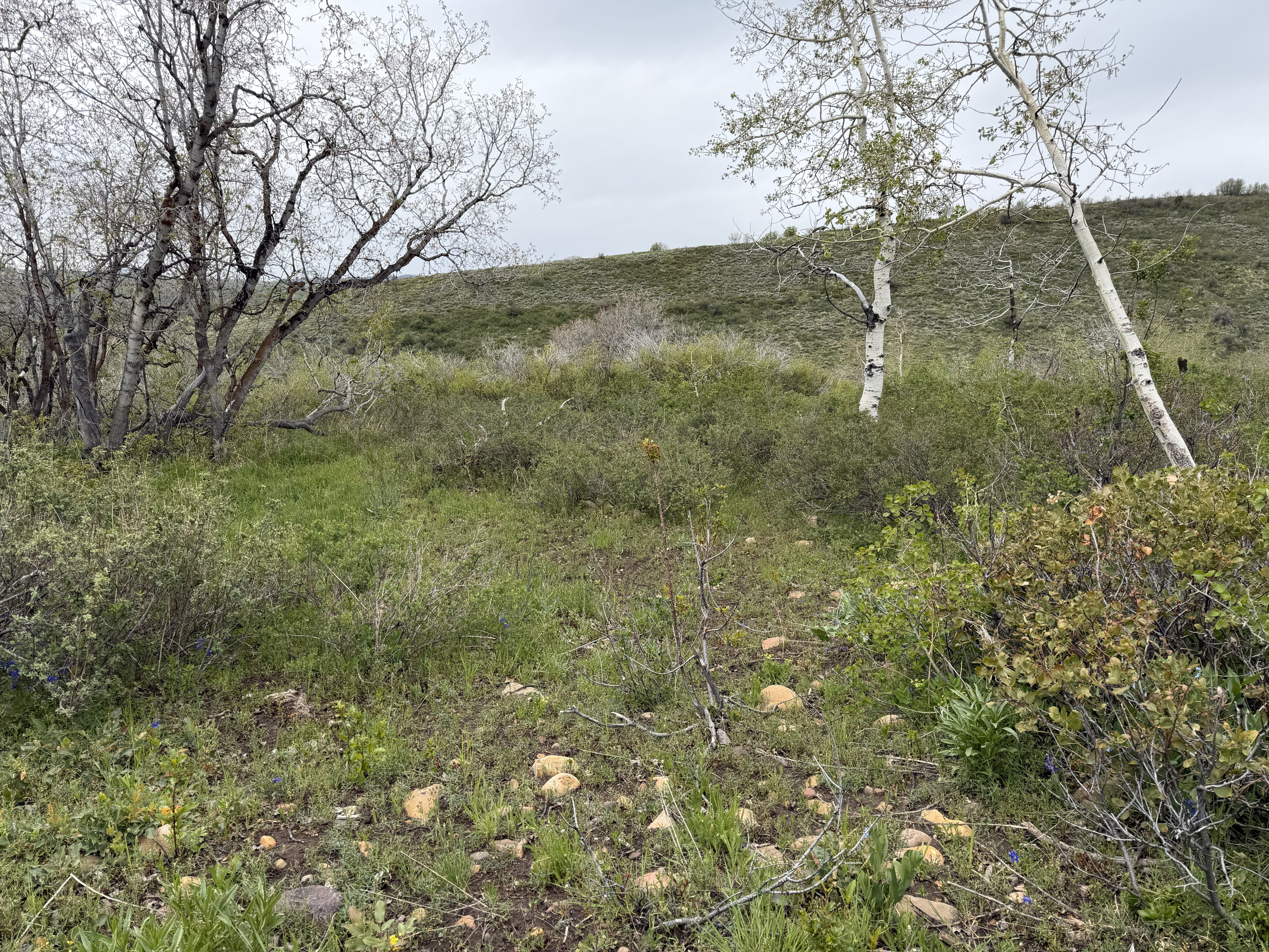 Sloping natural landscape featuring varied green foliage, exposed earth, and scattered rocks