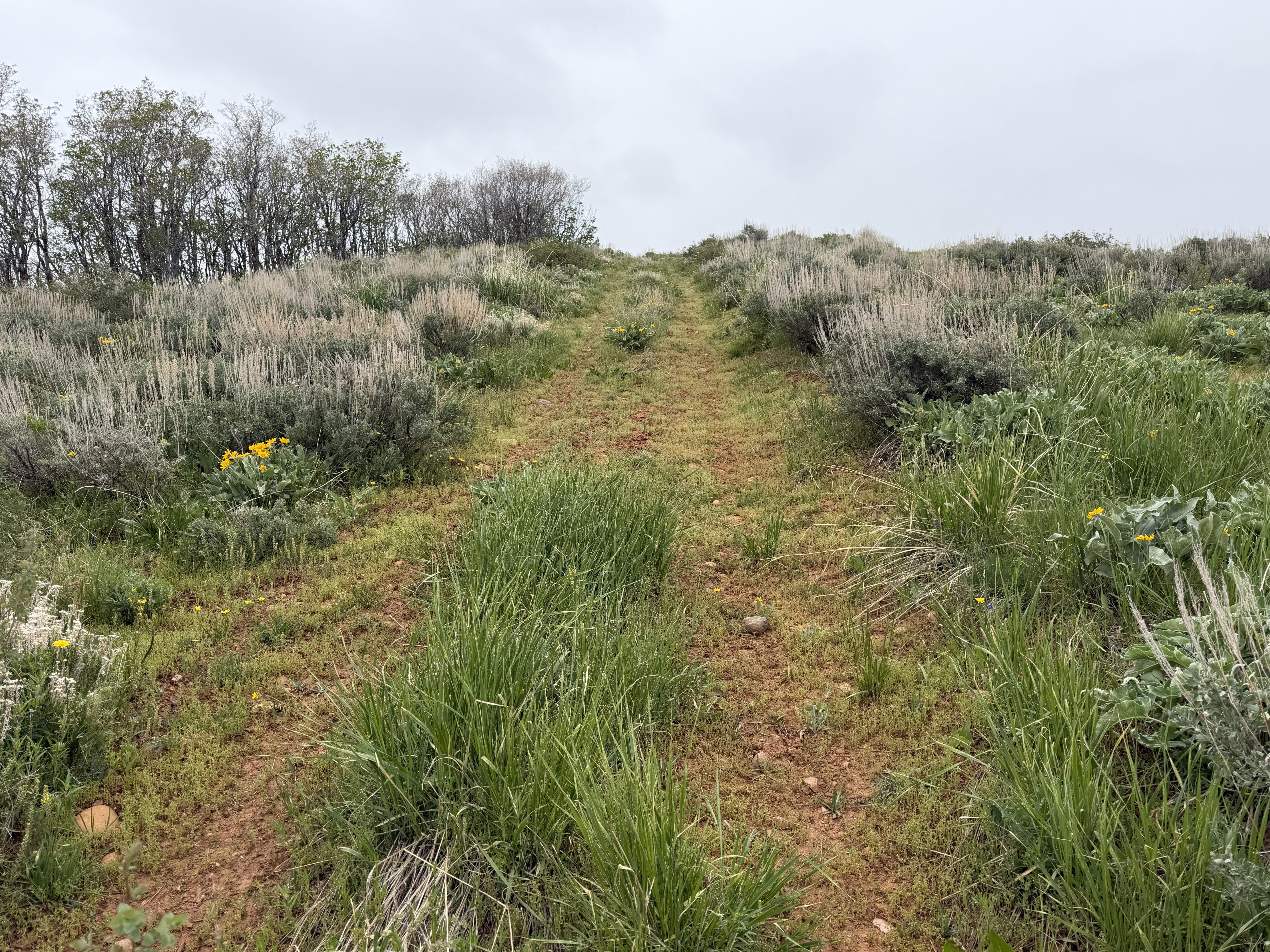 Upland terrain with a verdant path, natural grasses, and scattered wildflowers