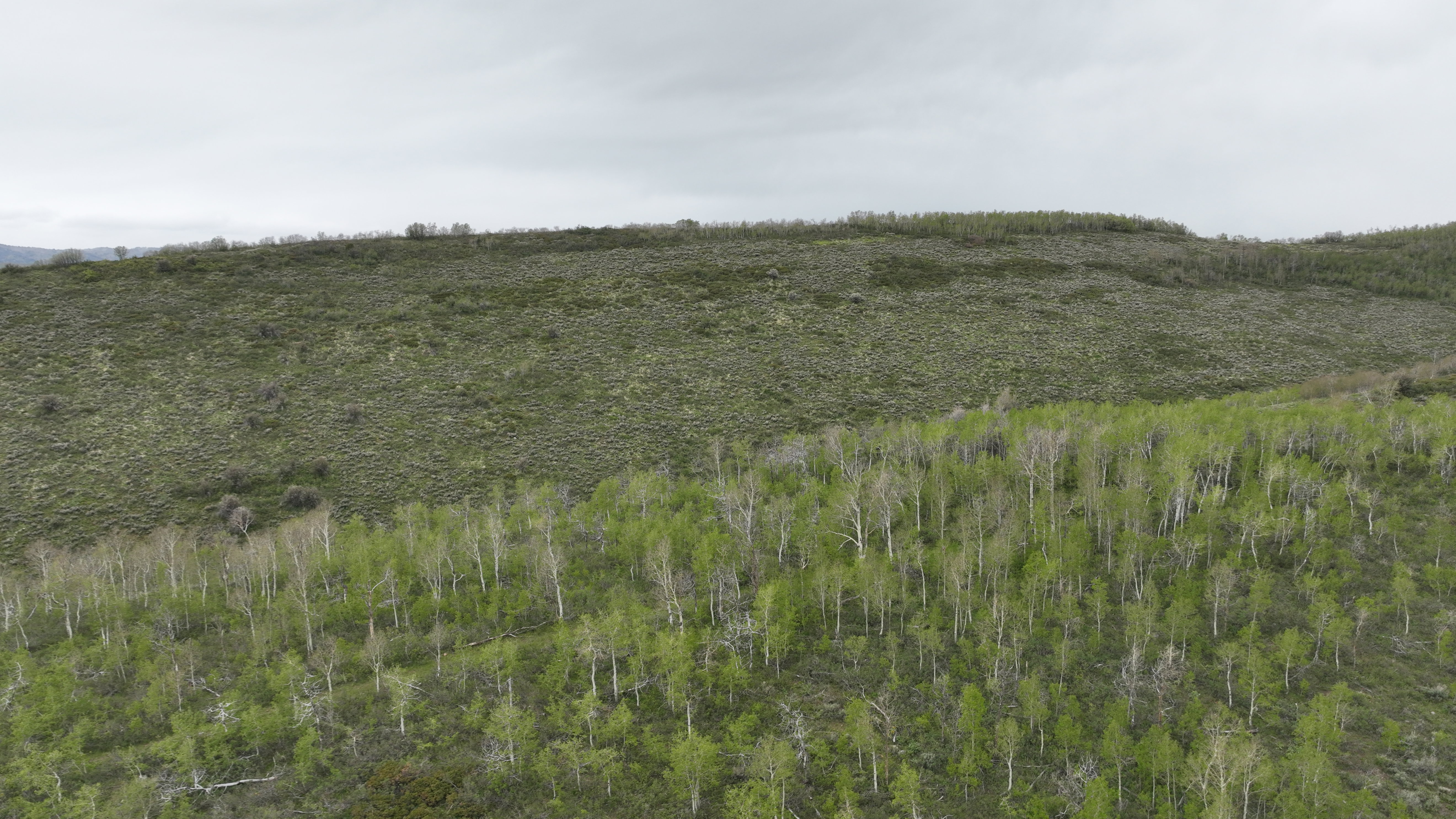 Expansive natural landscape featuring lush green foliage and mature trees