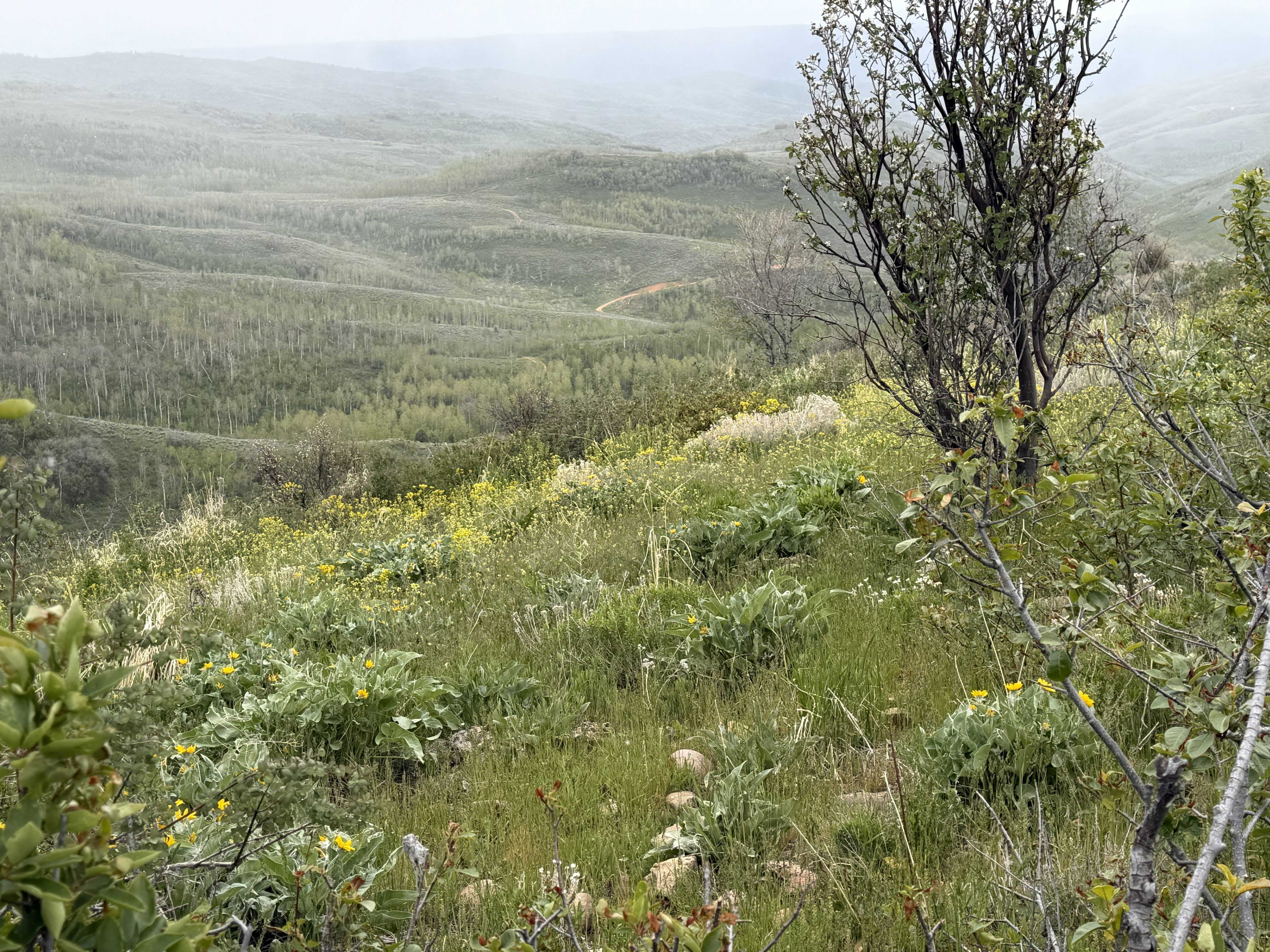 Expansive hillside property featuring diverse foliage, distant rolling hills, and a winding dirt path
