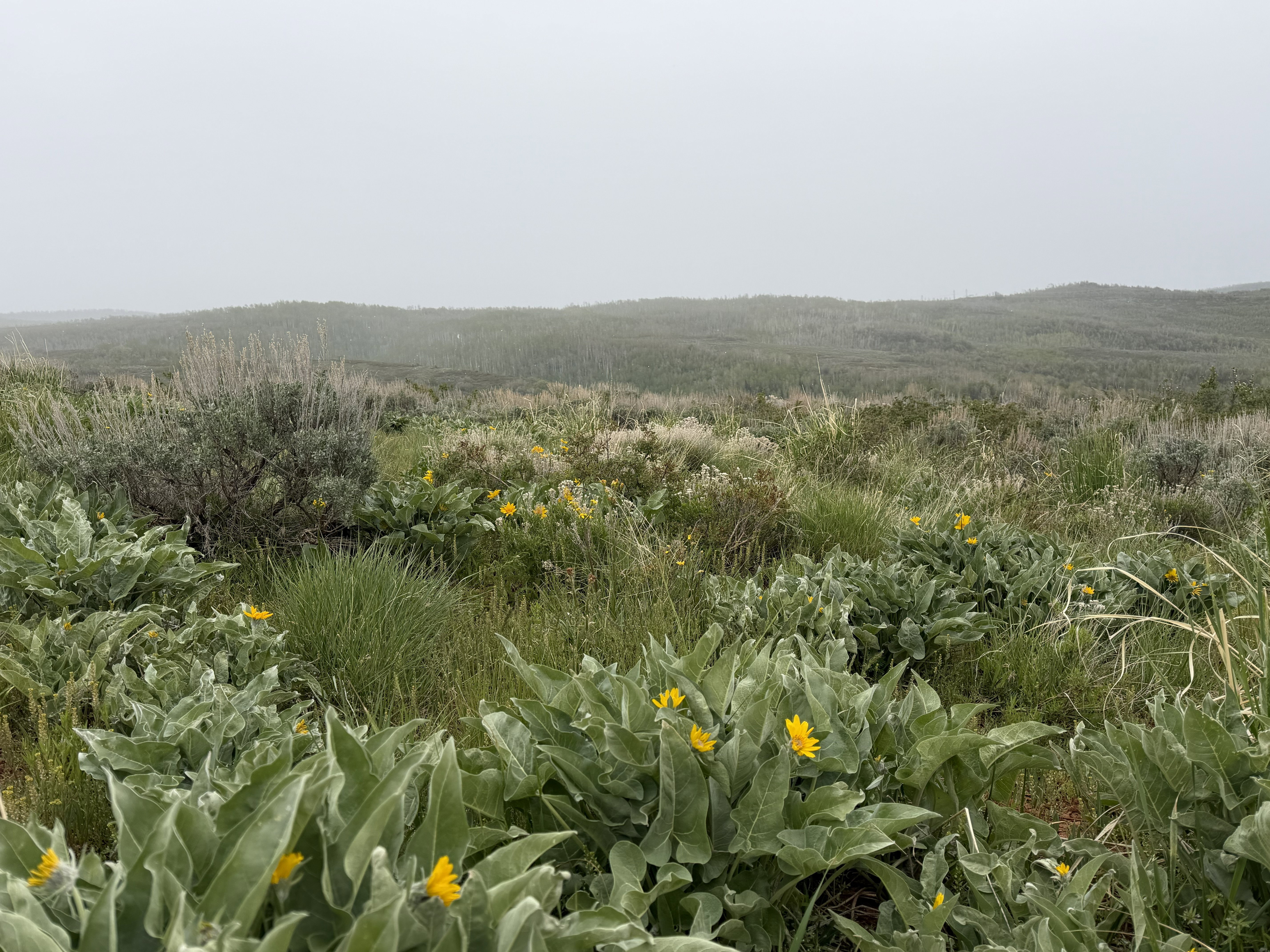 Expansive natural landscape featuring rolling terrain and diverse vegetation