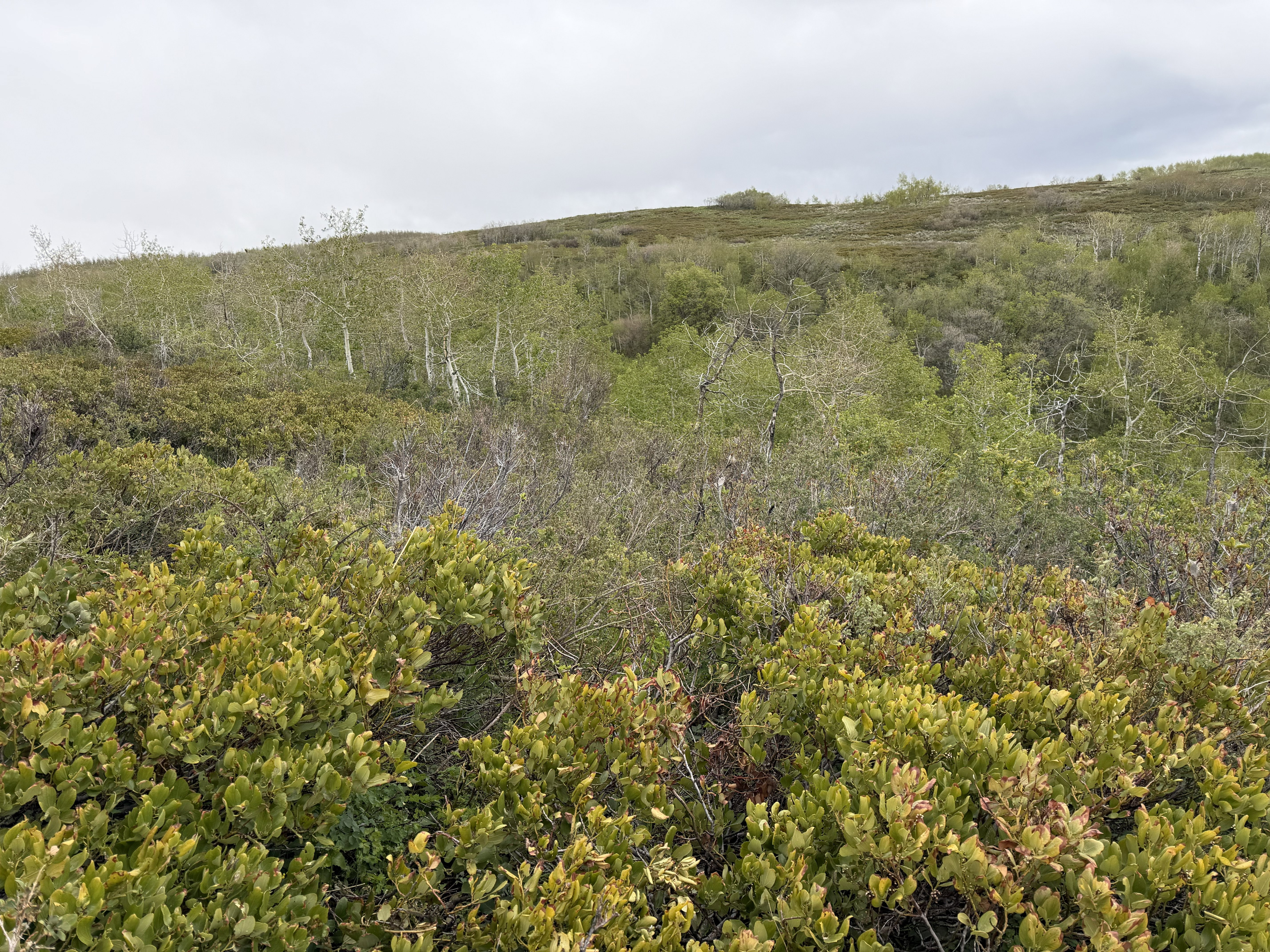 Rolling terrain featuring extensive natural foliage and a diverse mix of trees and shrubs