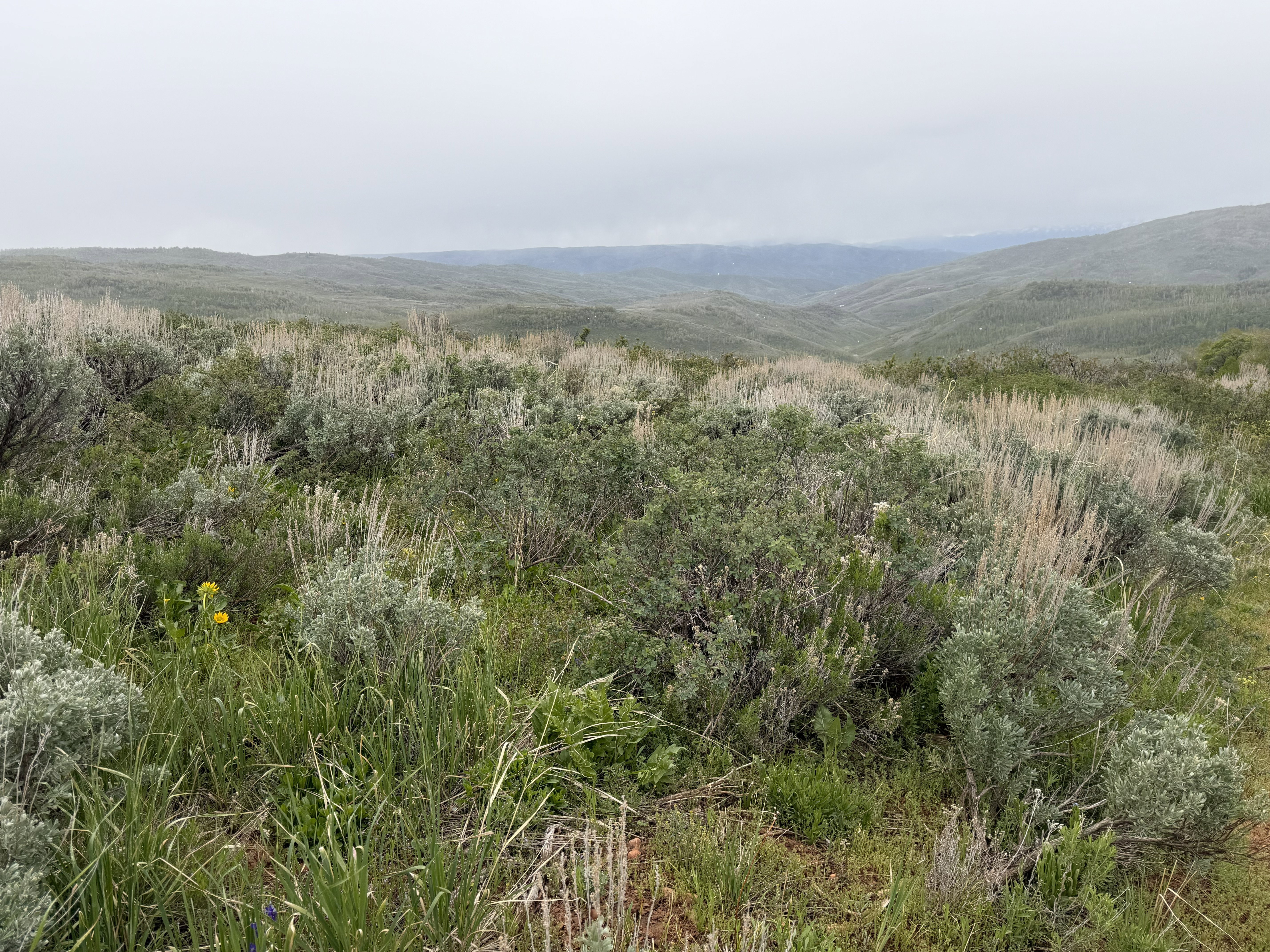 Expansive undeveloped land featuring diverse natural vegetation and rolling hills