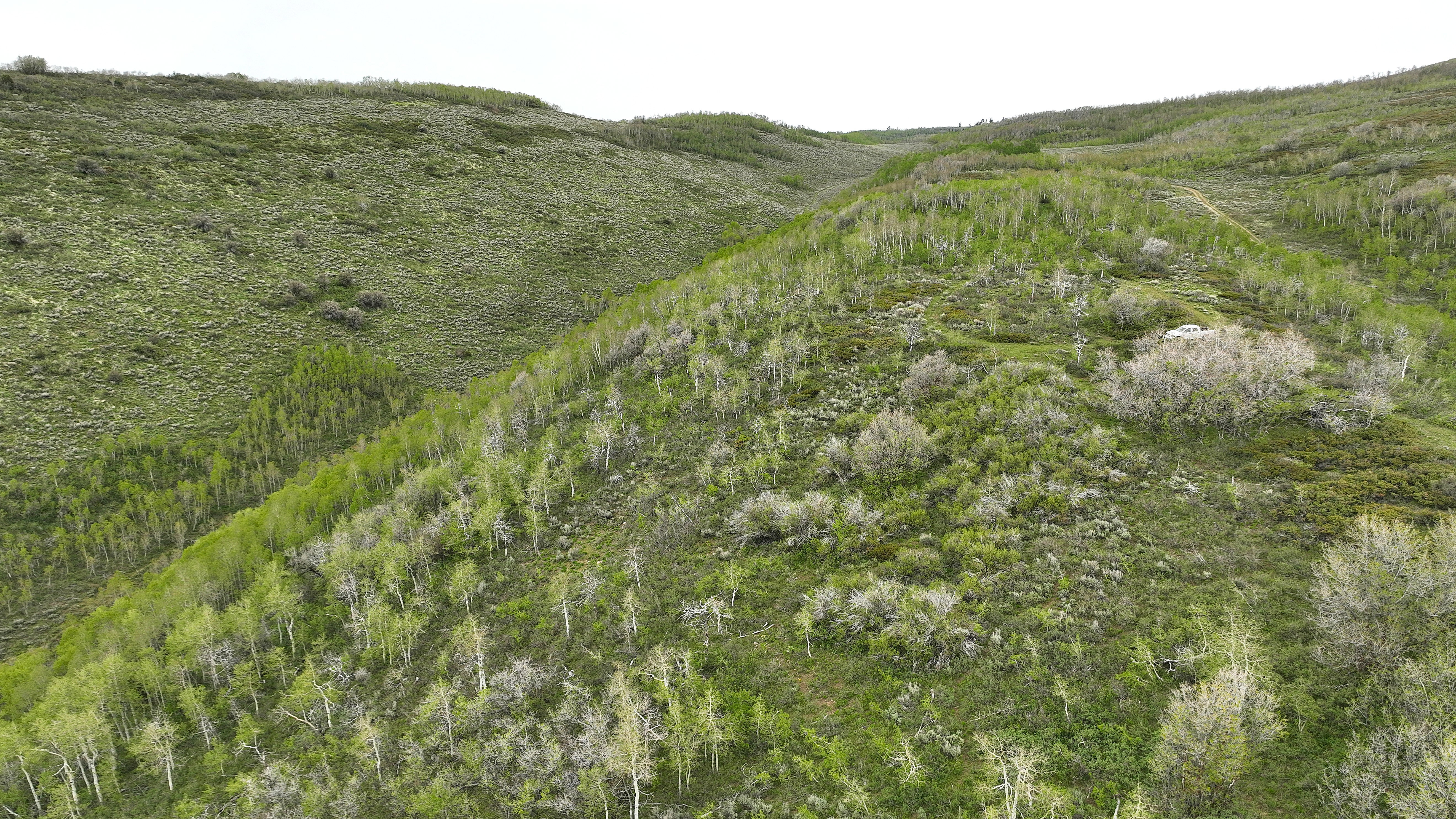 Elevated terrain featuring varied green foliage and scattered trees