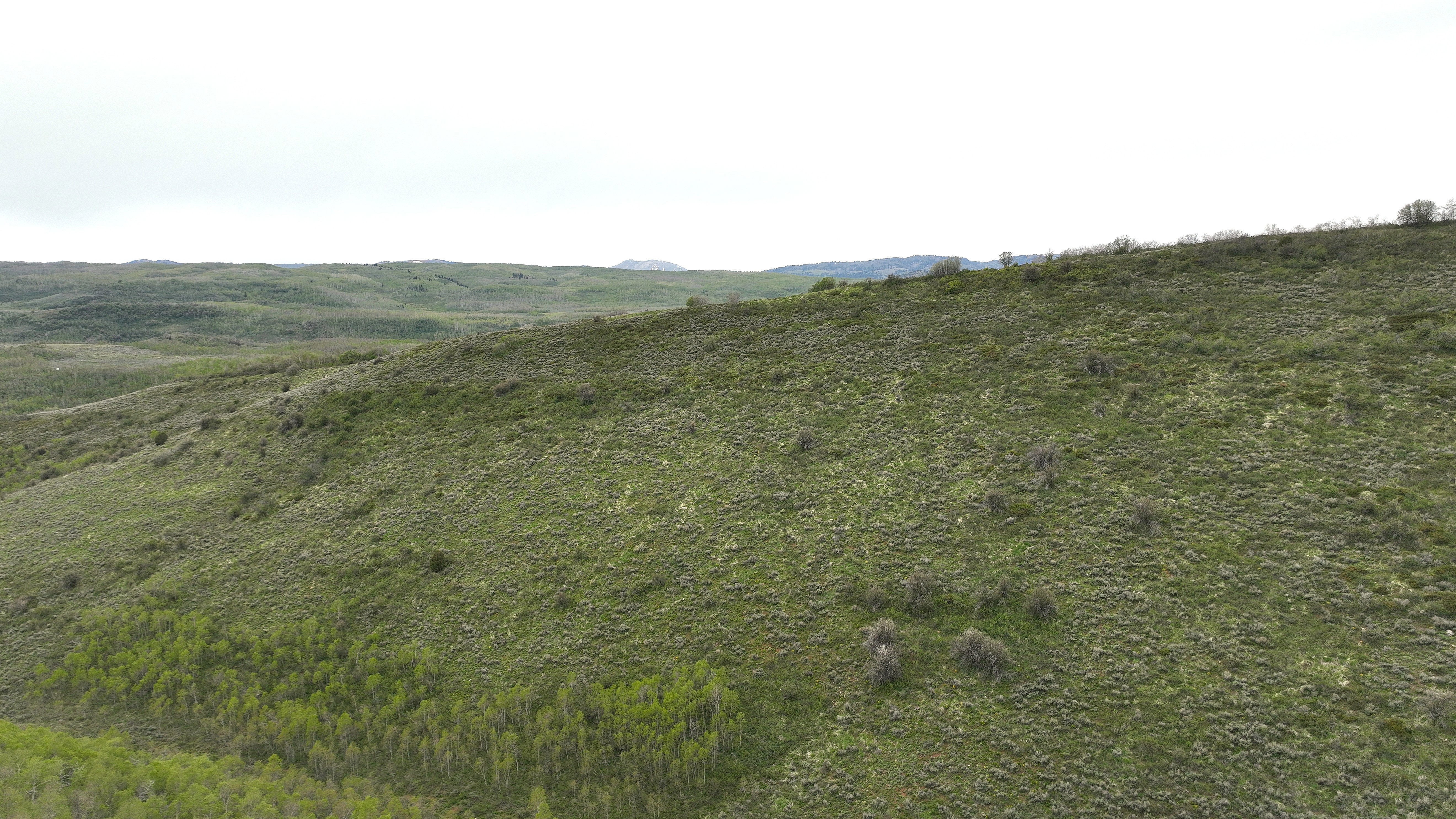 Expansive natural landscape featuring rolling hills and varied green foliage