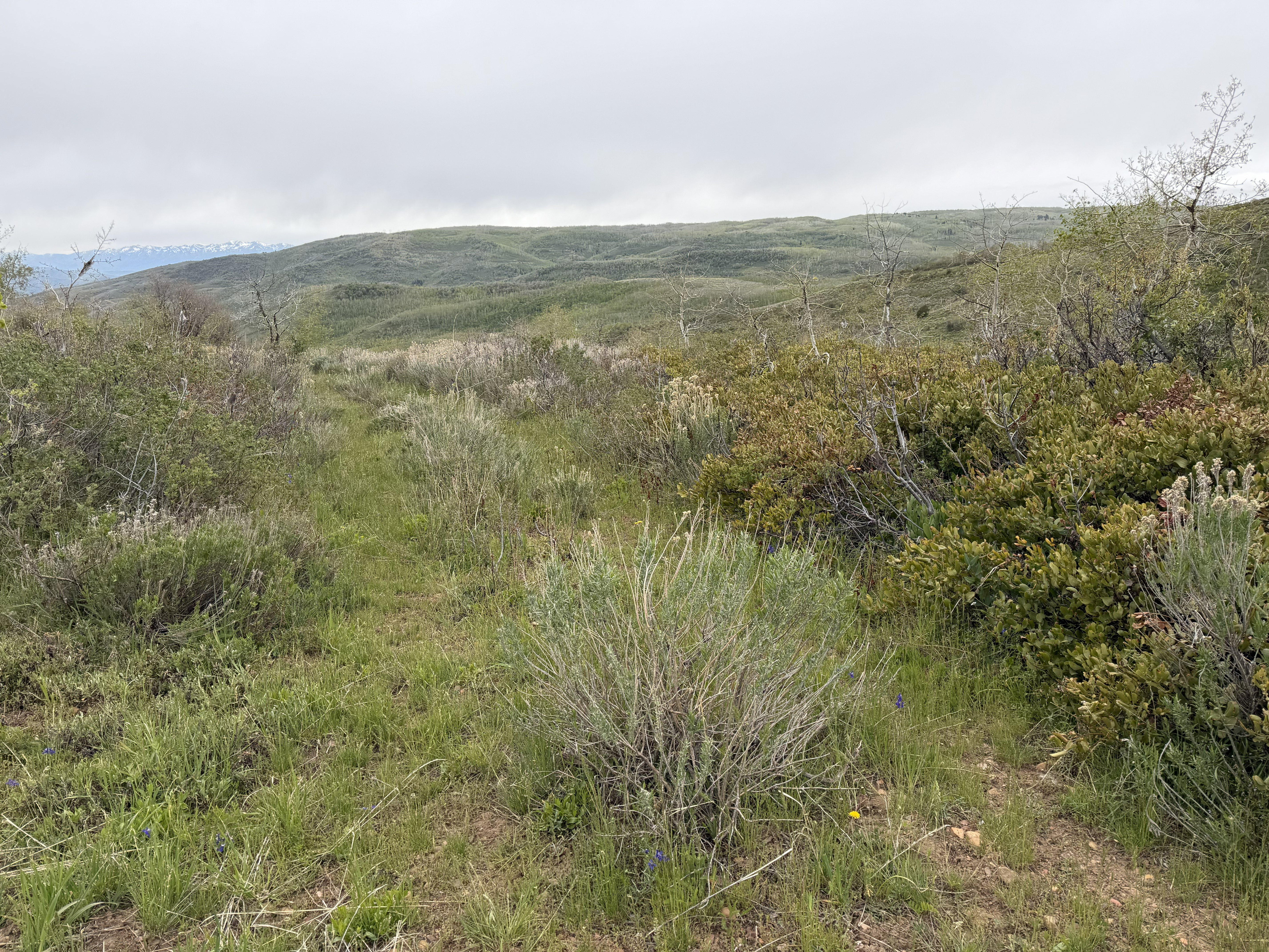 Expansive natural landscape featuring rolling hills and varied vegetation