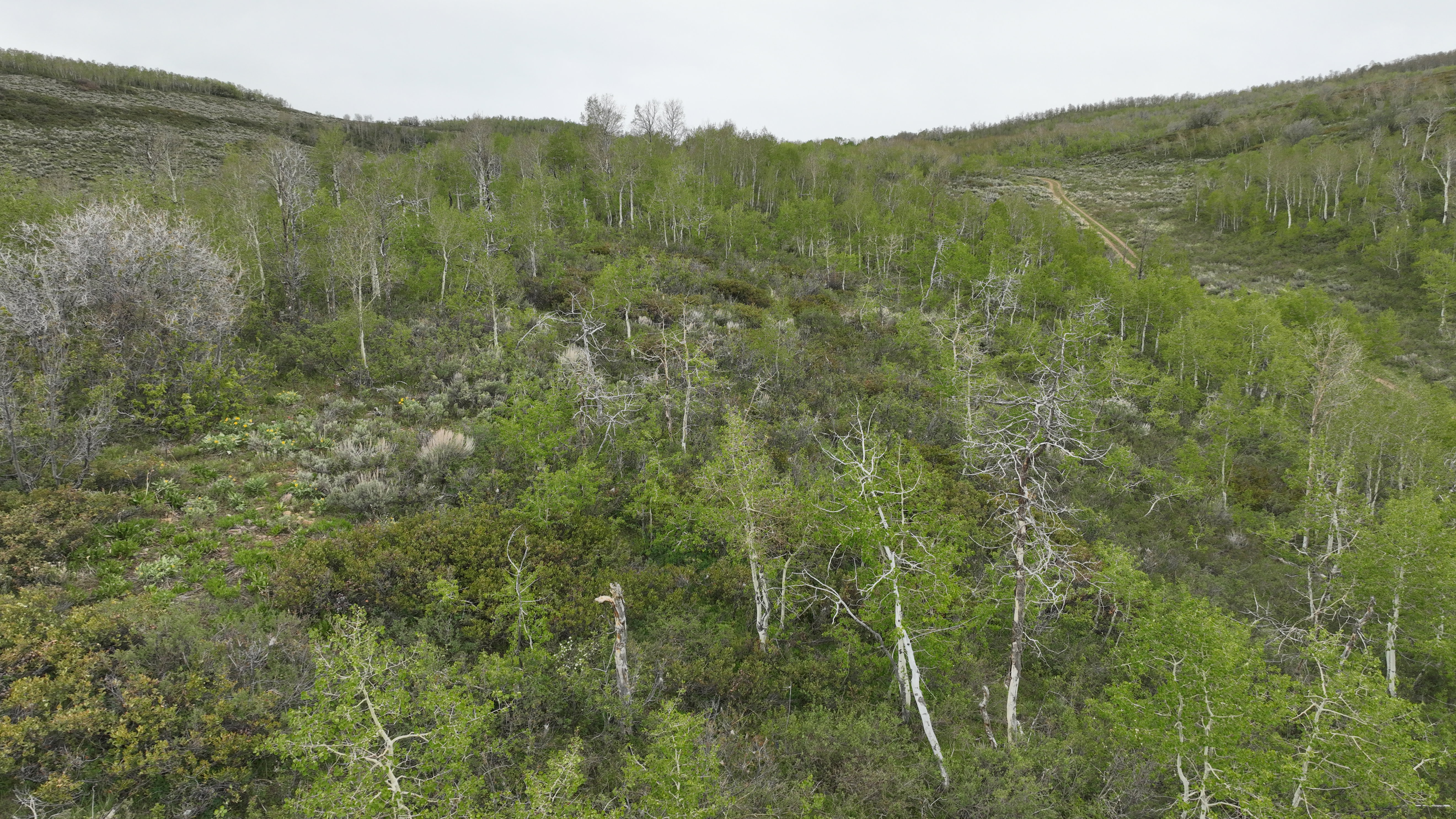 Sloping terrain featuring a mix of deciduous trees, lush green foliage, and exposed earth