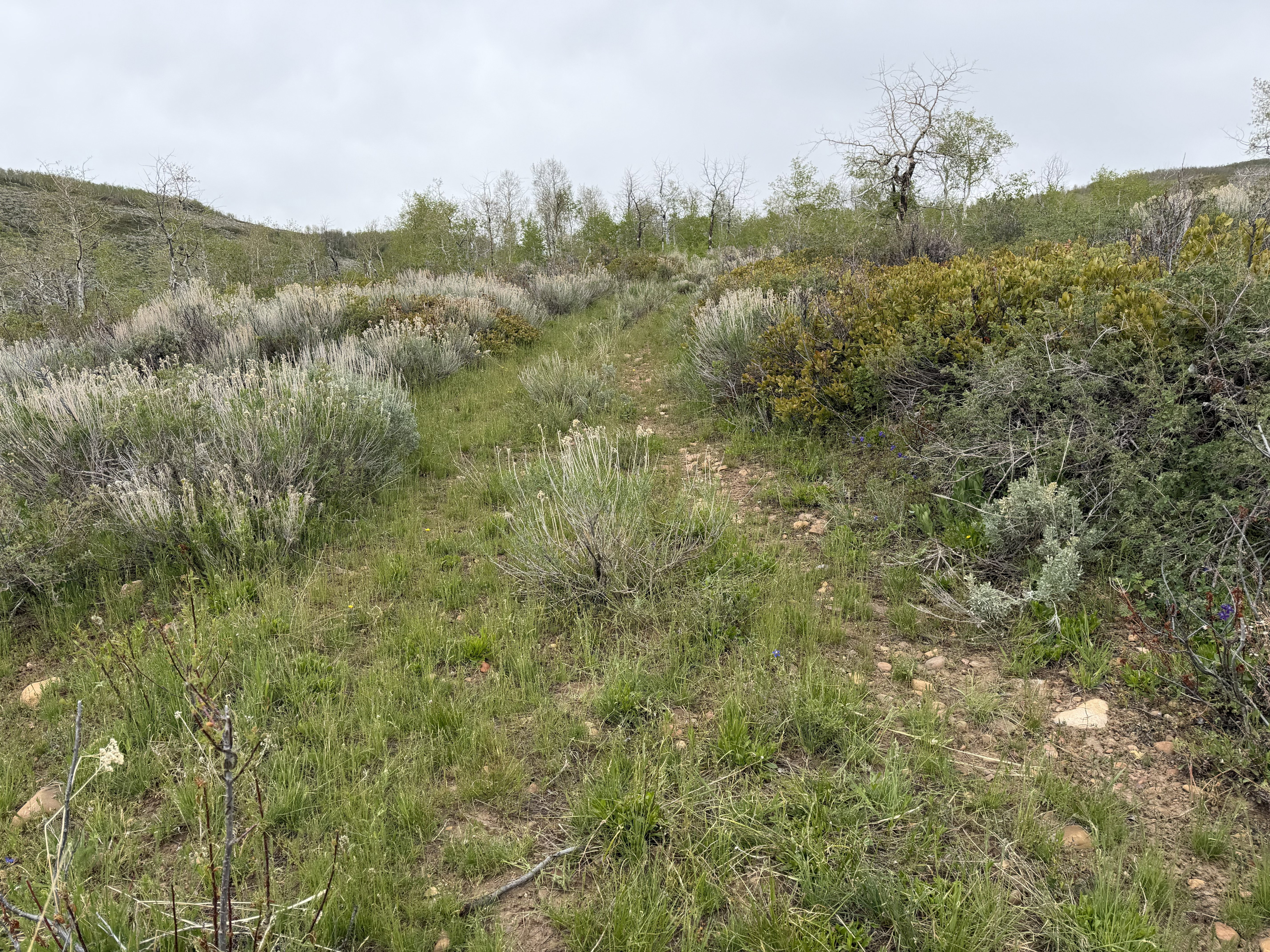 Expansive natural landscape featuring varied vegetation, including sagebrush and green grasses