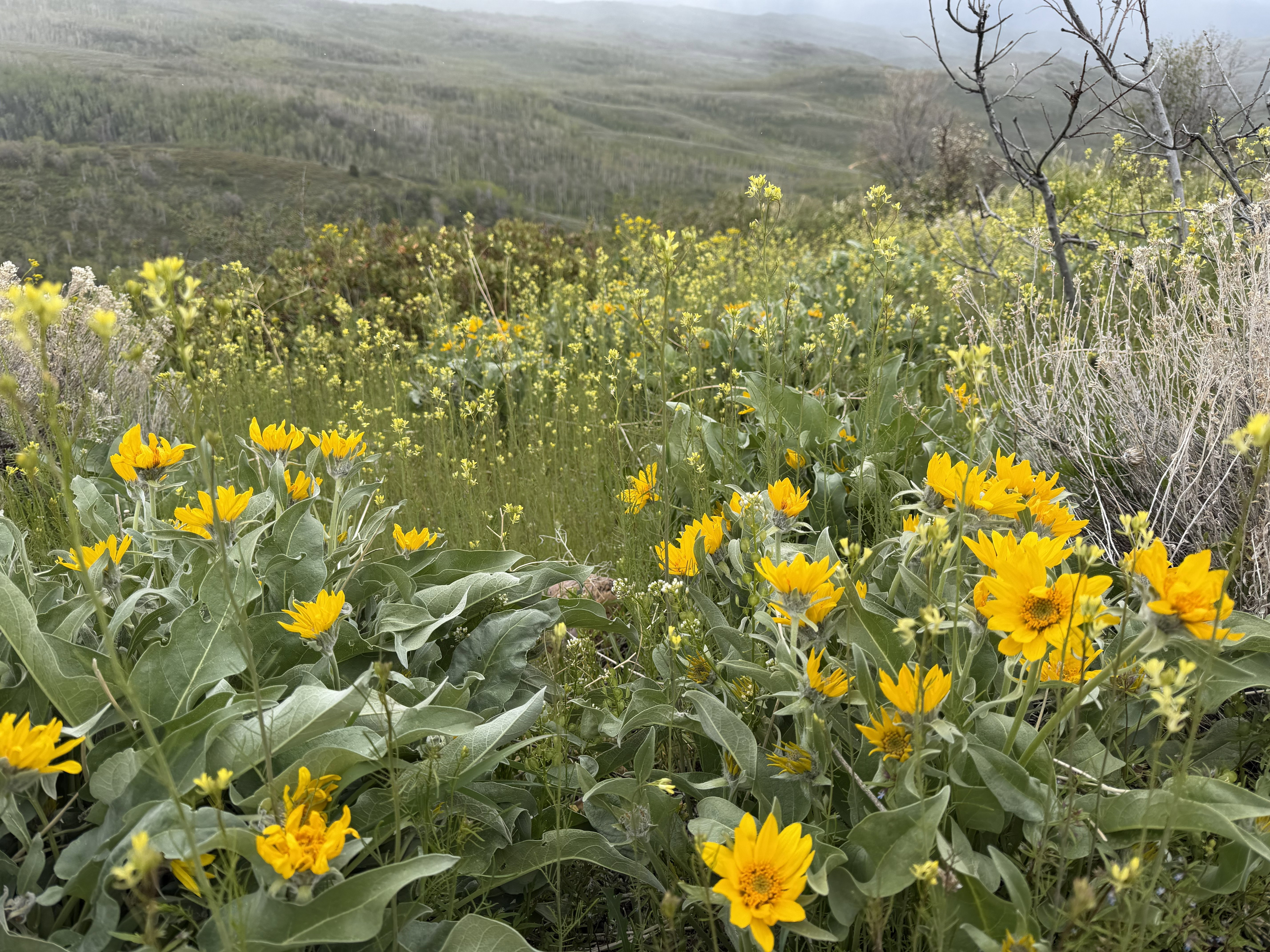 Hillside property featuring abundant yellow blossoms and green foliage