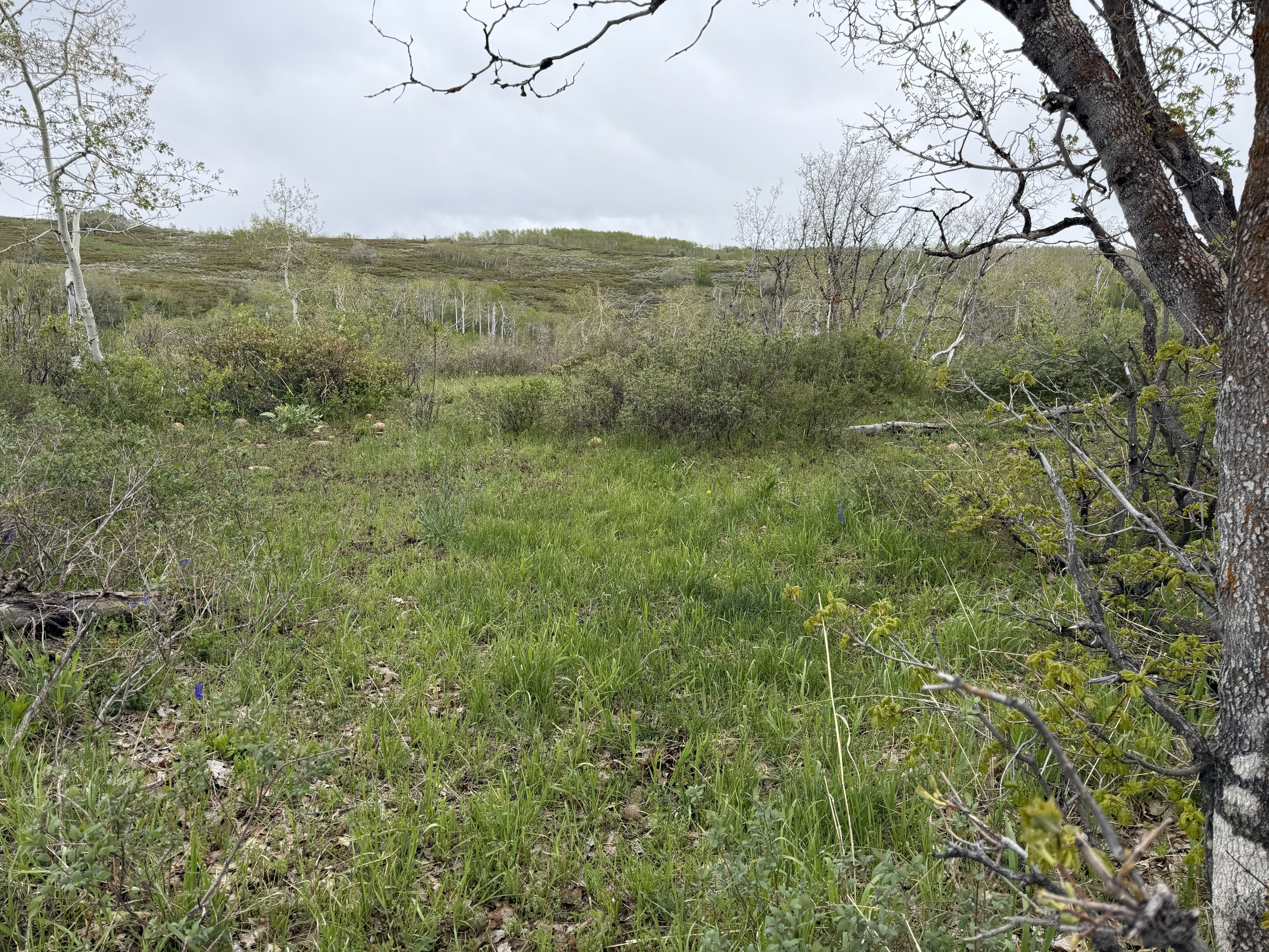 Expansive open field with natural vegetation and distant rolling hills