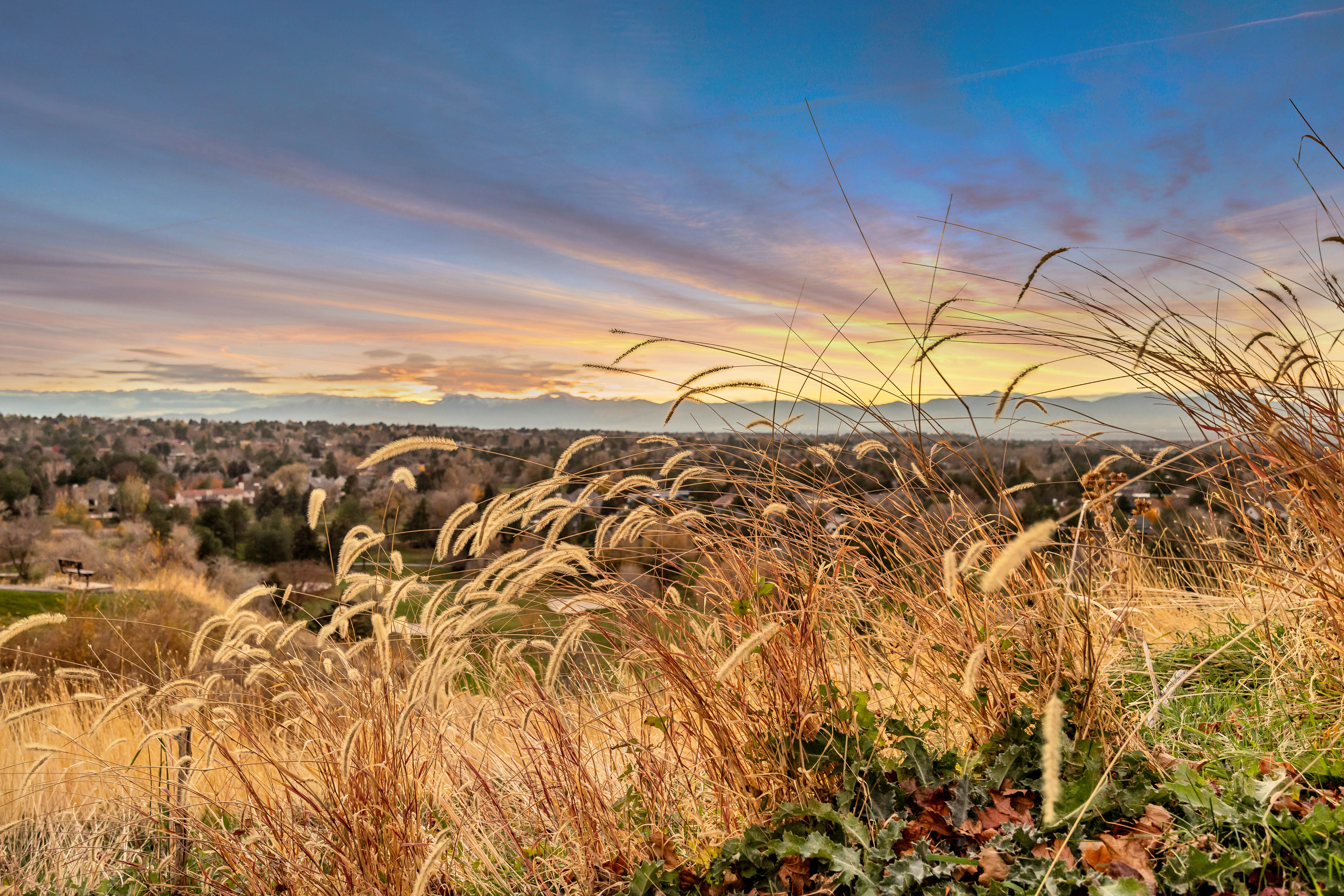 Expansive natural landscape with varied foliage and distant mountain range