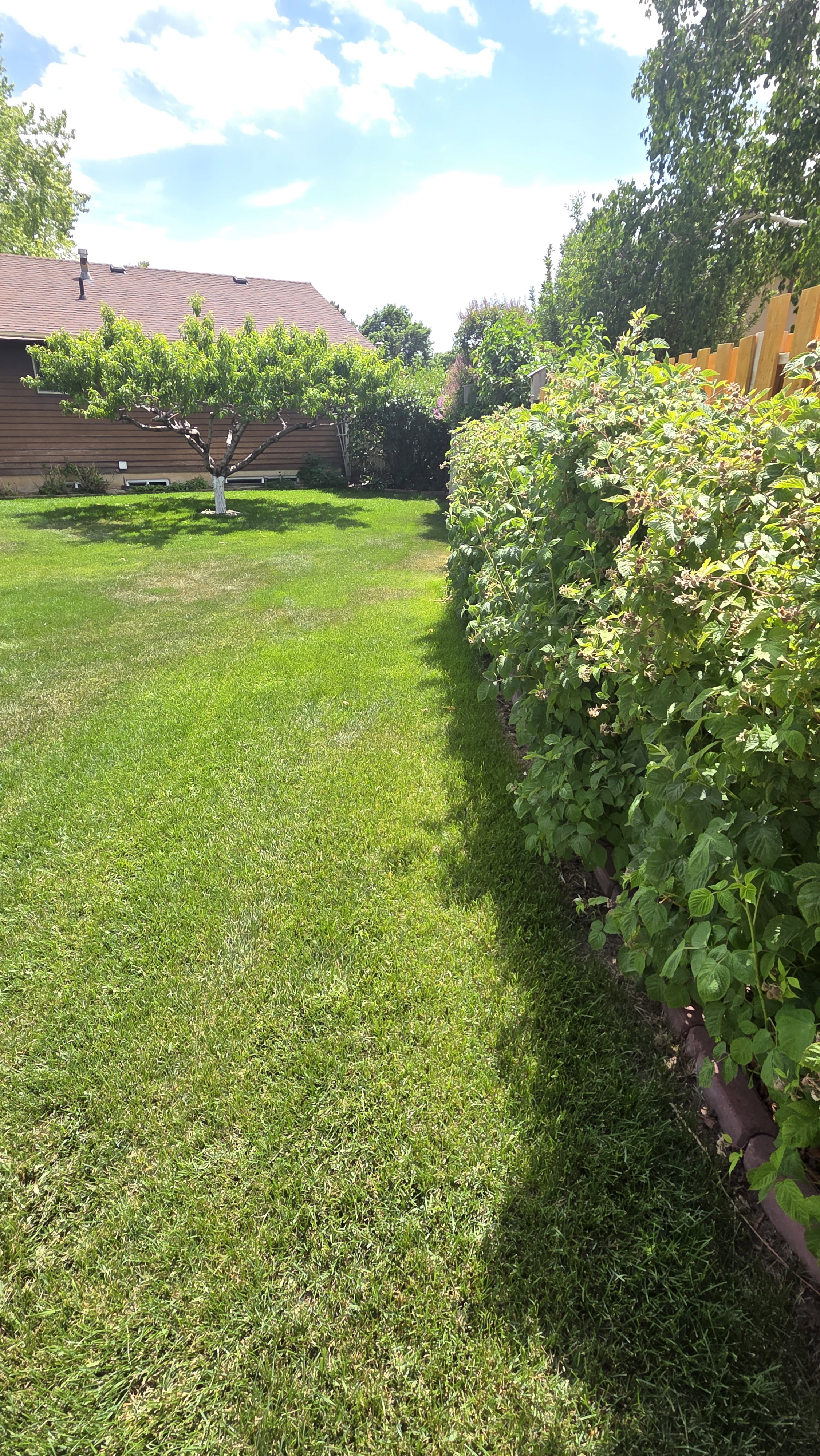 Expansive lawn area with a decorative tree and mature perimeter plantings