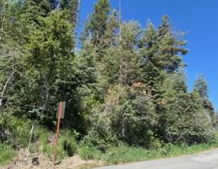 Wooded lot featuring mature evergreen trees and natural vegetation