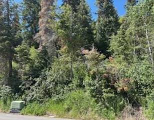 Wooded terrain featuring mature evergreen trees and dense foliage