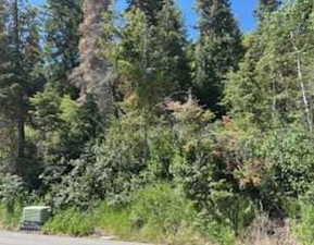 Wooded terrain featuring mature evergreen trees and dense foliage