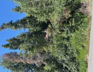 Heavily treed lot featuring diverse evergreen and deciduous foliage