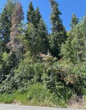 Heavily treed lot featuring diverse evergreen and deciduous foliage