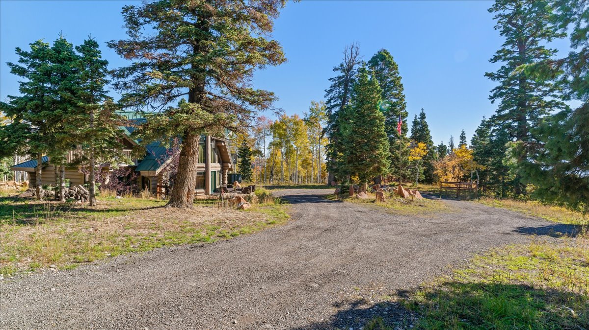 Gravel driveway leading to a log home with a green roof, set amidst mature evergreen trees and deciduous trees with yellow foliage