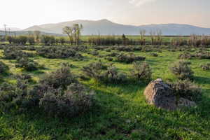 Expansive open landscape featuring green ground cover and scattered shrubs