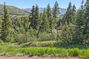 Wooded hillside property with mature trees