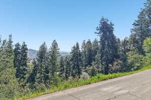 Paved road frontage with natural landscaping and mature evergreen trees