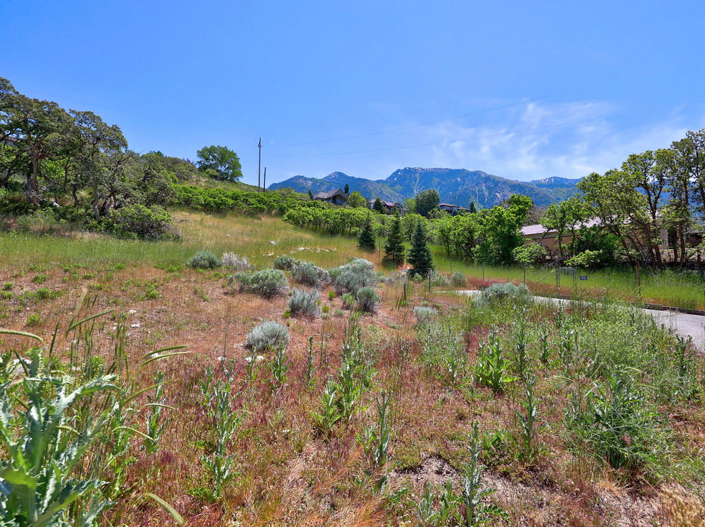 Expansive lot featuring varied natural vegetation, mature trees, and a mountain backdrop