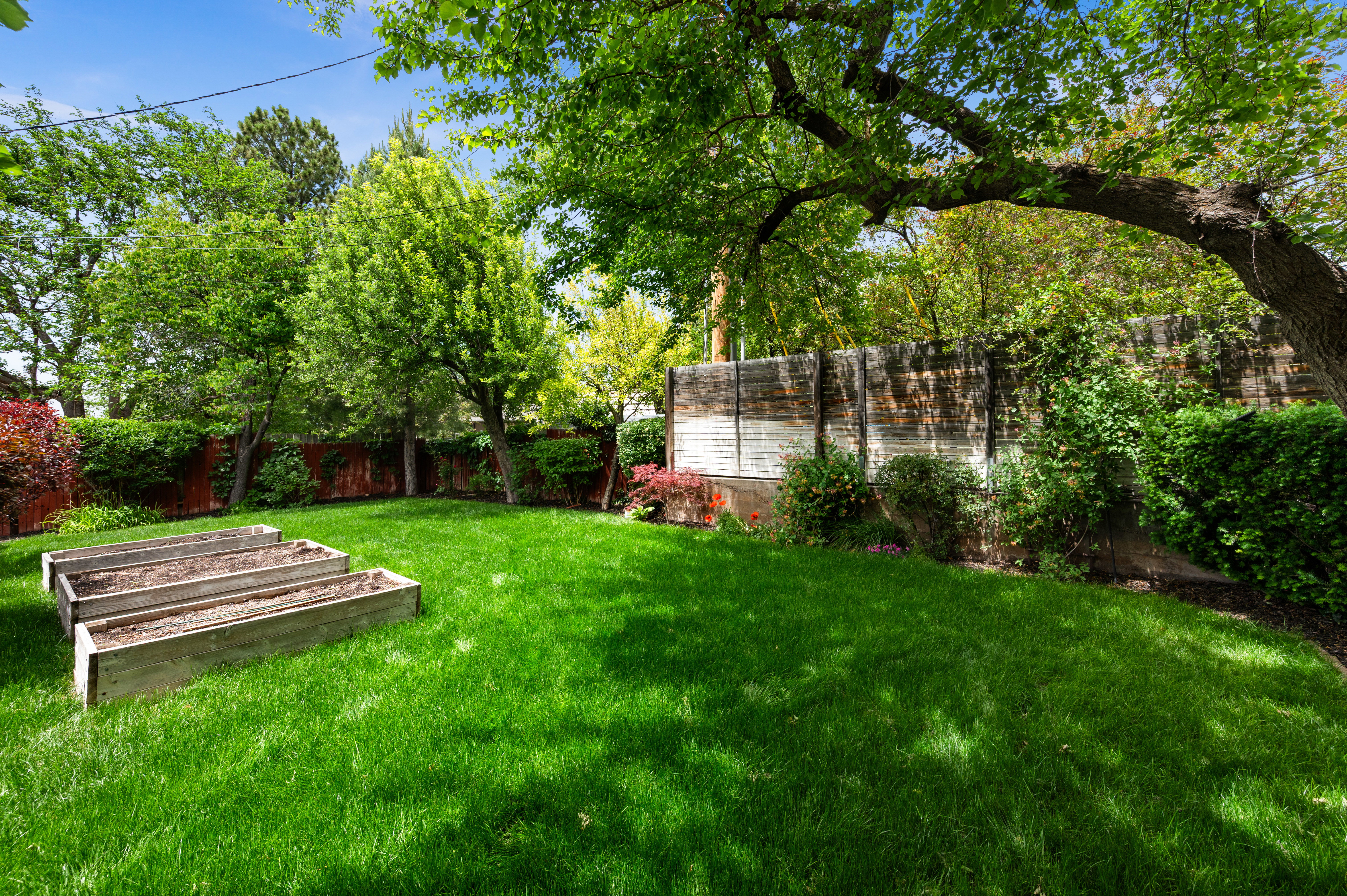 Expansive lawn featuring mature trees and three raised garden beds