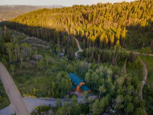 Wood-sided residence with a green roof, nestled among abundant mature trees
