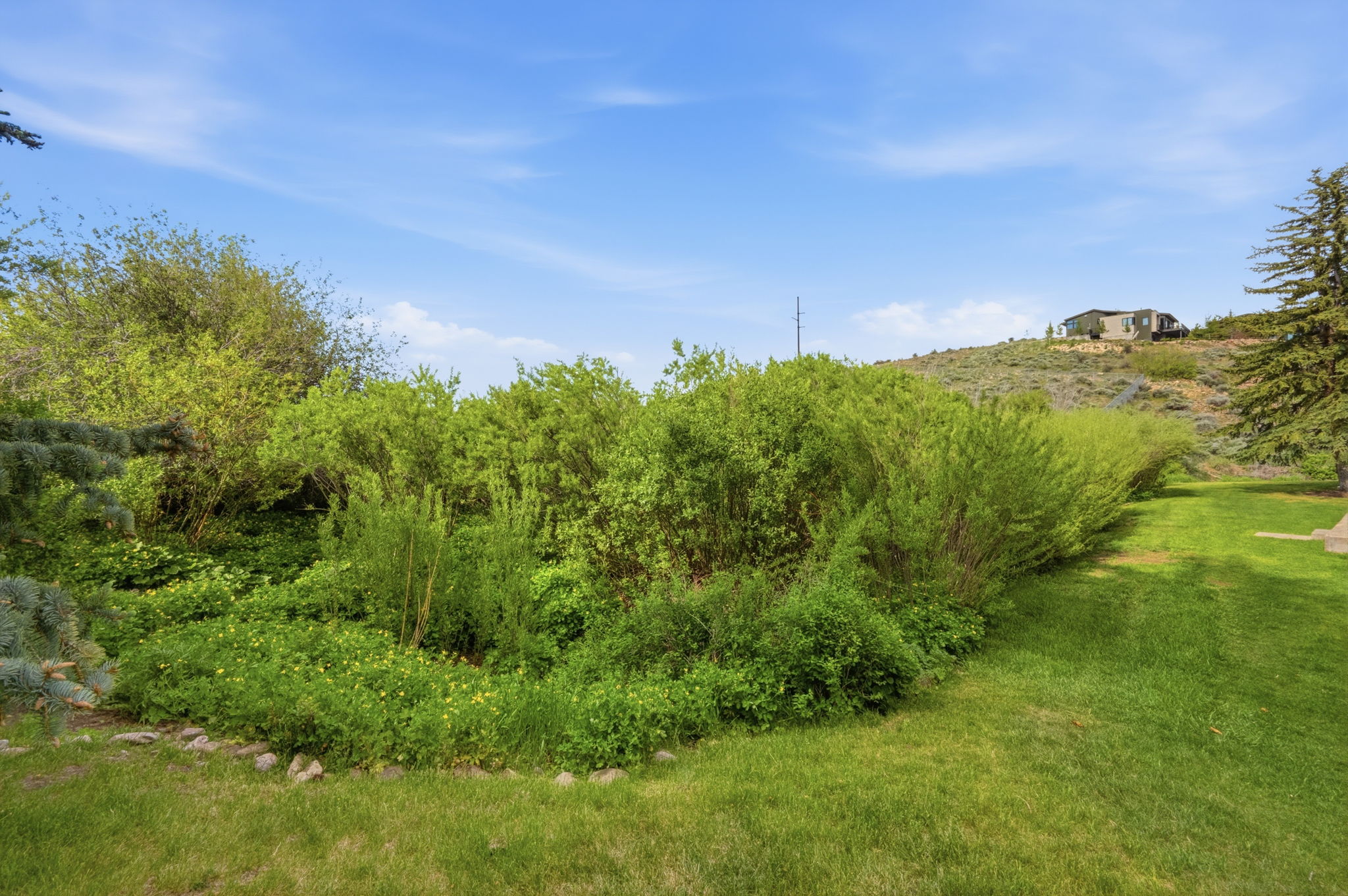 View from back porch.  Expansive green lawn with a border of varied shrubs and established trees