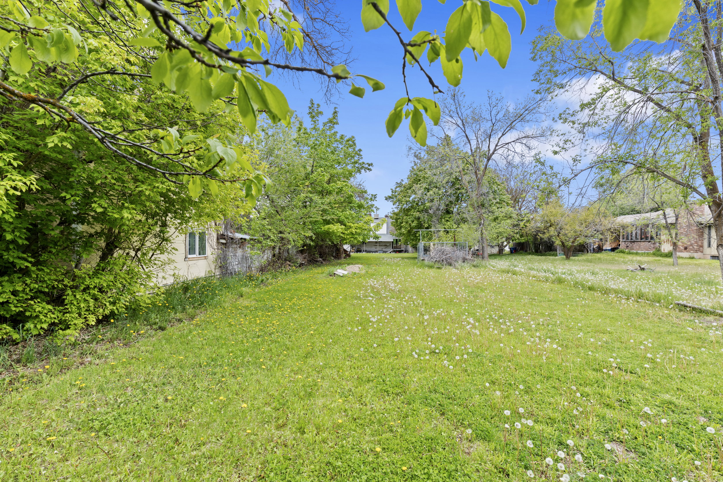 Spacious green lawn with scattered white flora, bordered by mature deciduous trees
