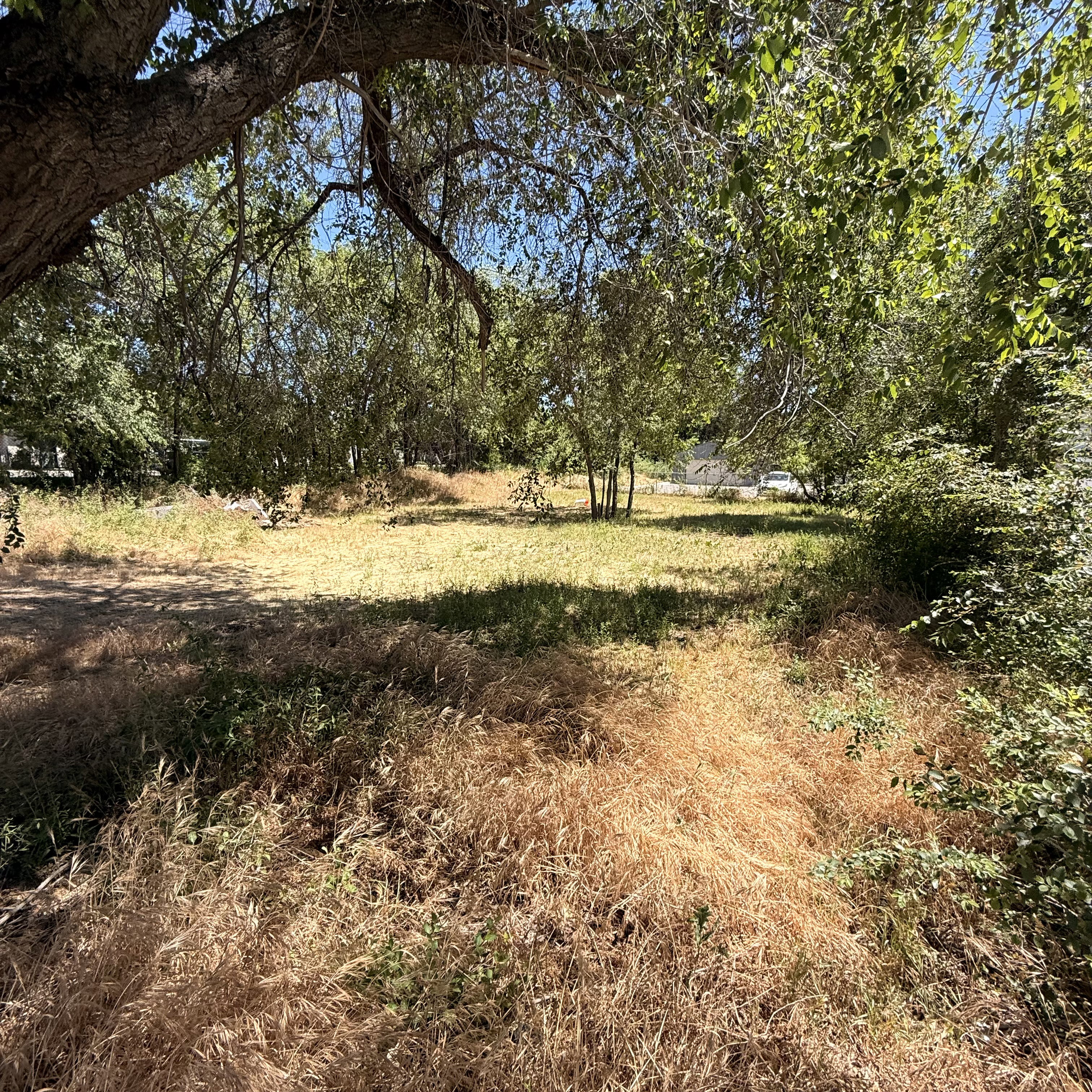 Expansive land parcel featuring mature trees, a clear sky overhead, and a mix of dry and green ground cover