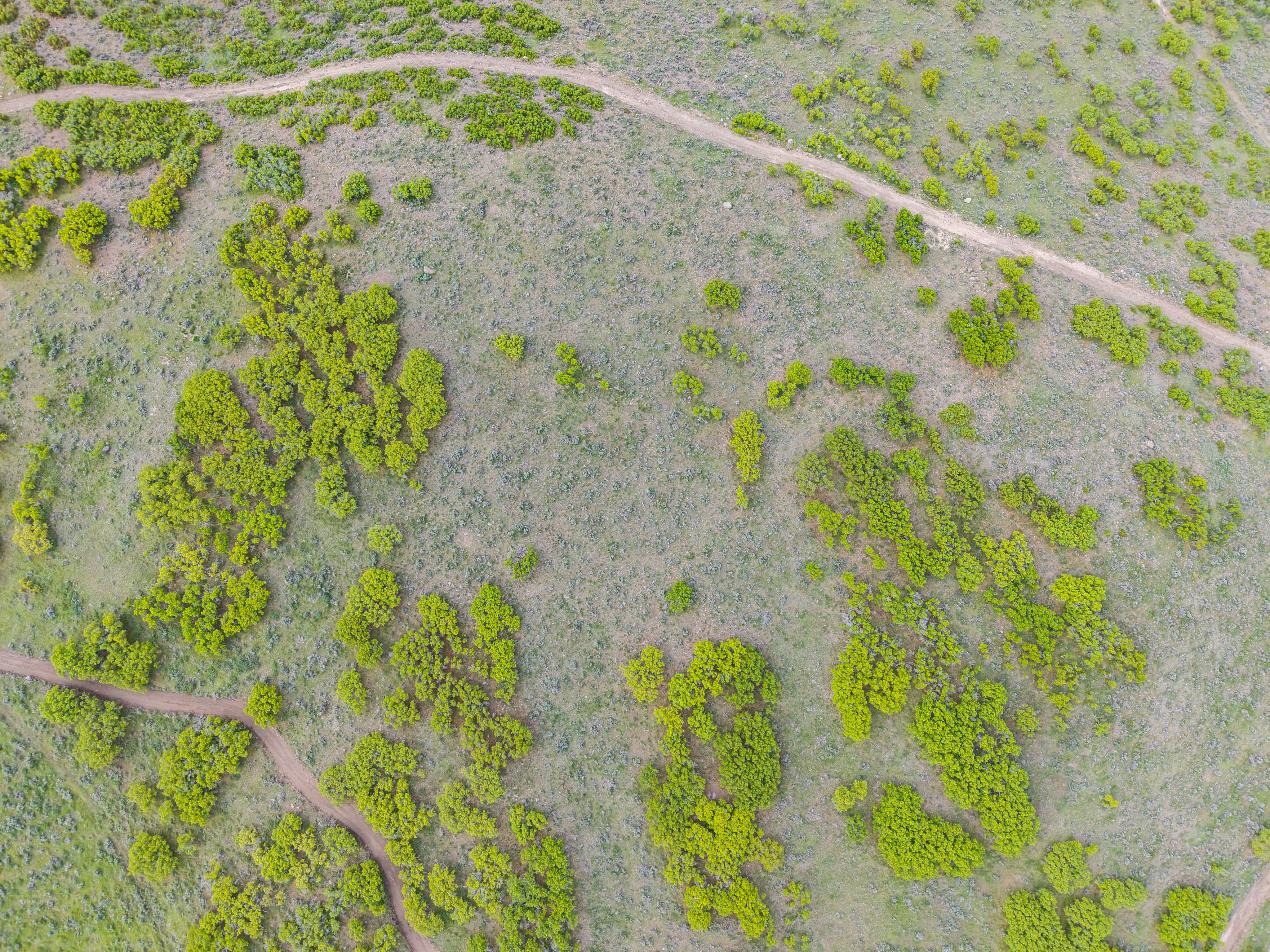Expansive natural landscape featuring varied green foliage and established dirt paths