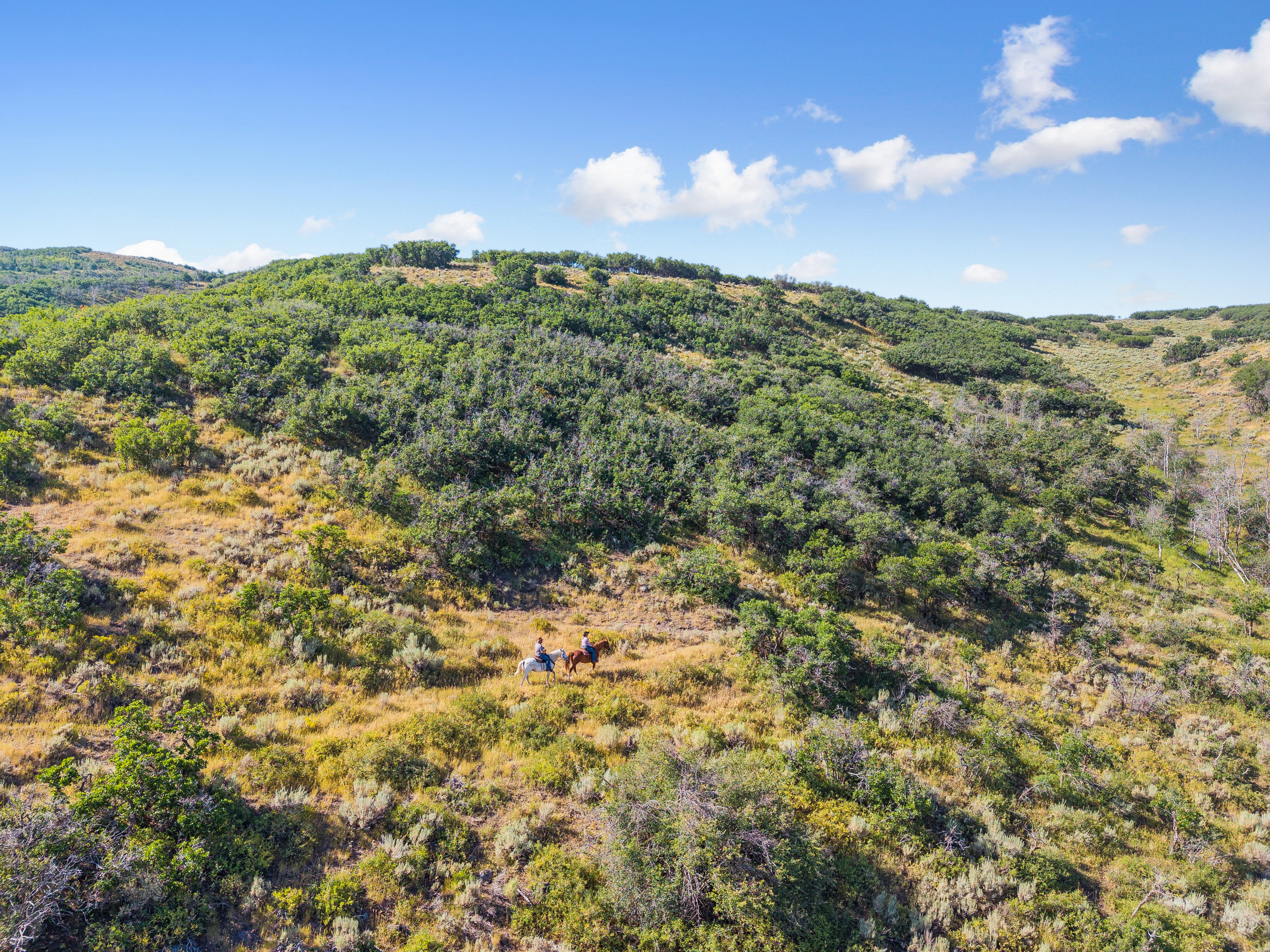 Expansive acreage featuring rolling hills, mature trees, and varied terrain under a clear sky