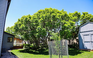 Back yard. and shed    Expansive lawn featuring mature trees providing ample shade