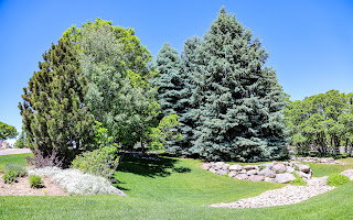 Lush green lawn with mature evergreen trees and varied deciduous trees