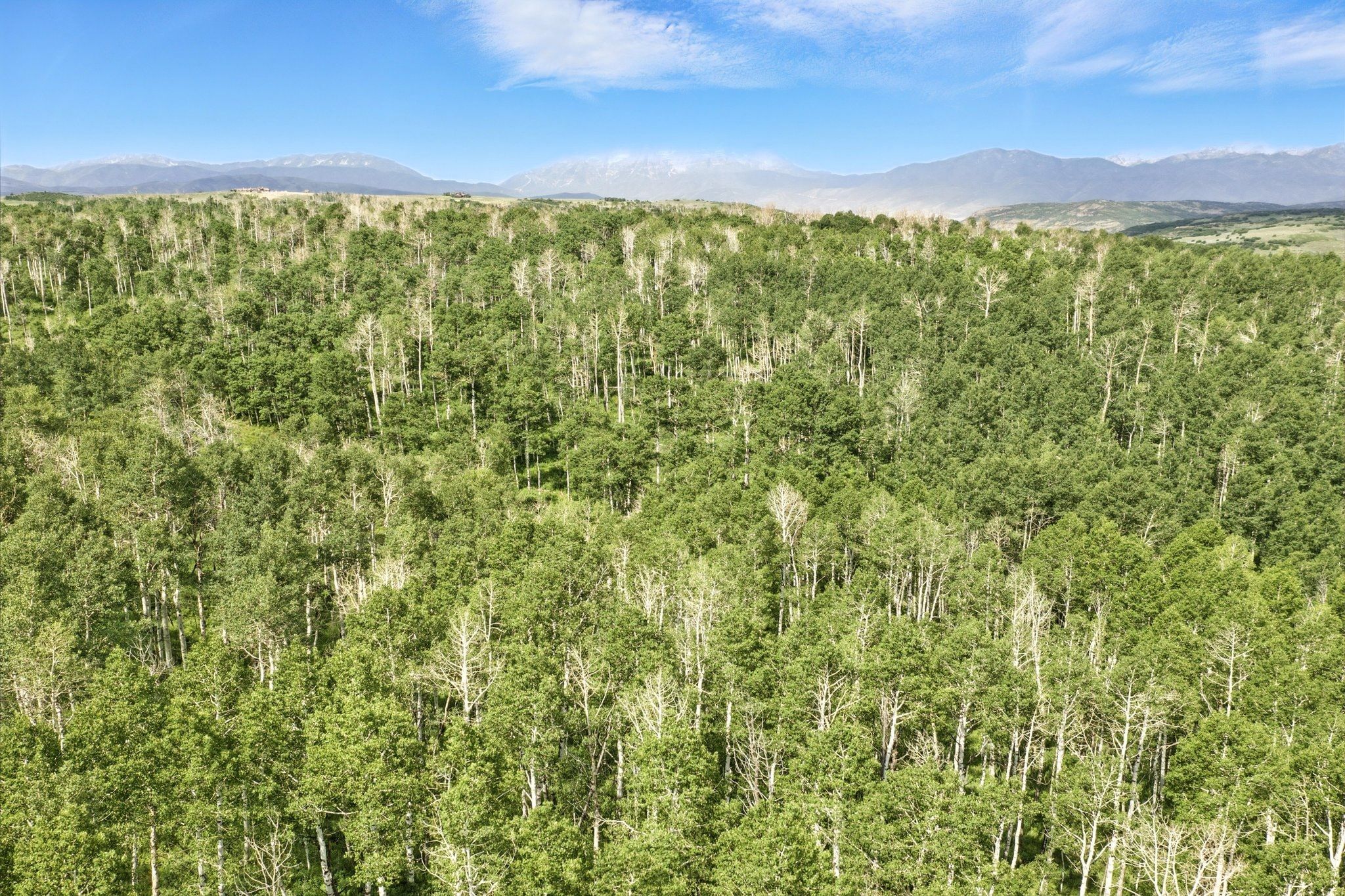 Expansive wooded landscape featuring a dense forest of mature trees and distant mountain ranges under a clear sky