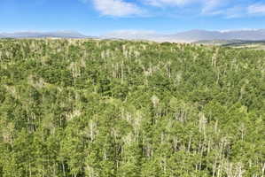 Expansive wooded landscape featuring a dense forest of mature trees and distant mountain ranges under a clear sky