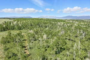 Expansive treed landscape featuring a dirt path, diverse foliage, and distant mountains