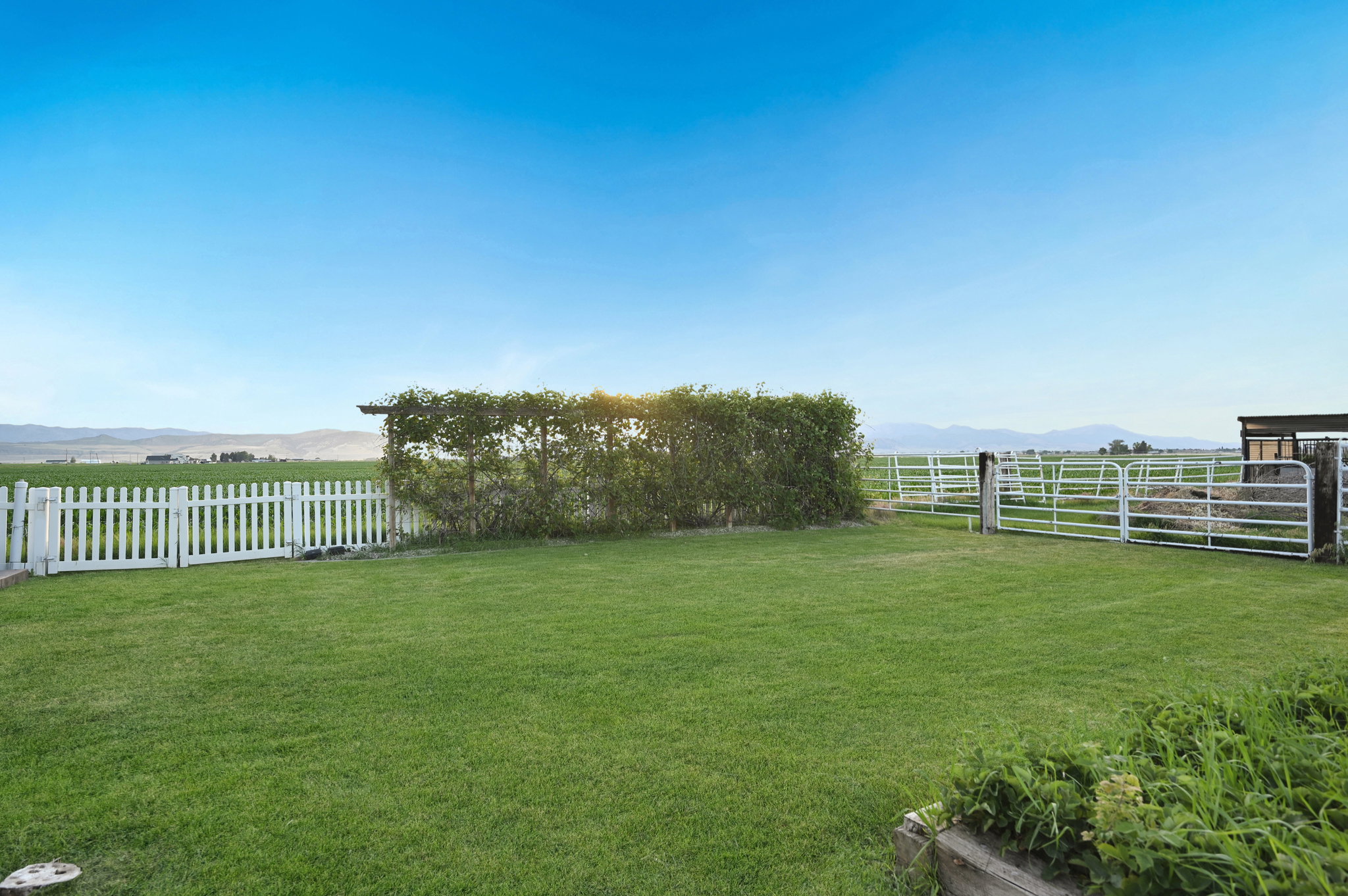 Expansive green lawn with a white picket fence and a mature hedge