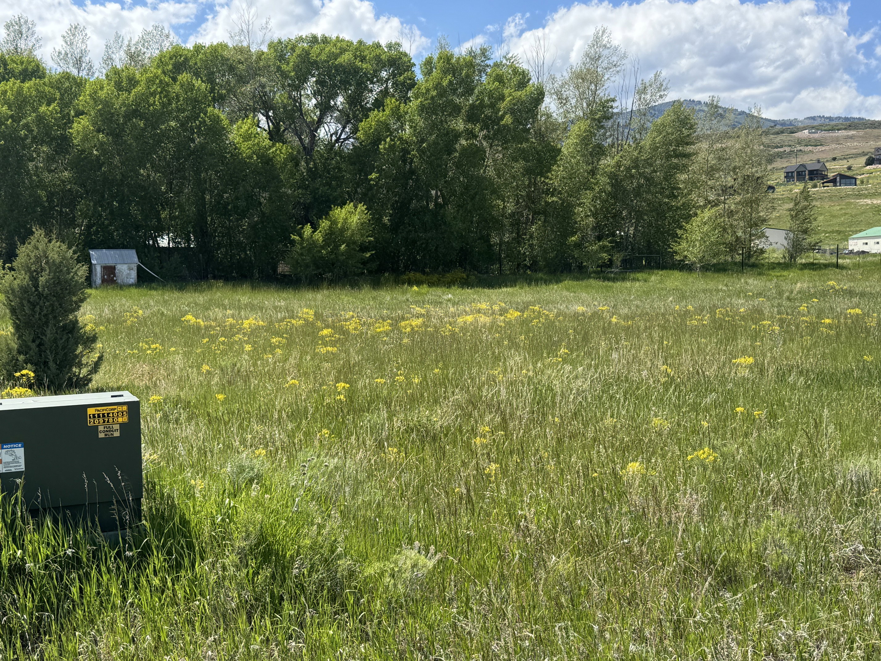 Expansive lot featuring a natural landscape with tall grasses and yellow wildflowers, bordered by mature trees