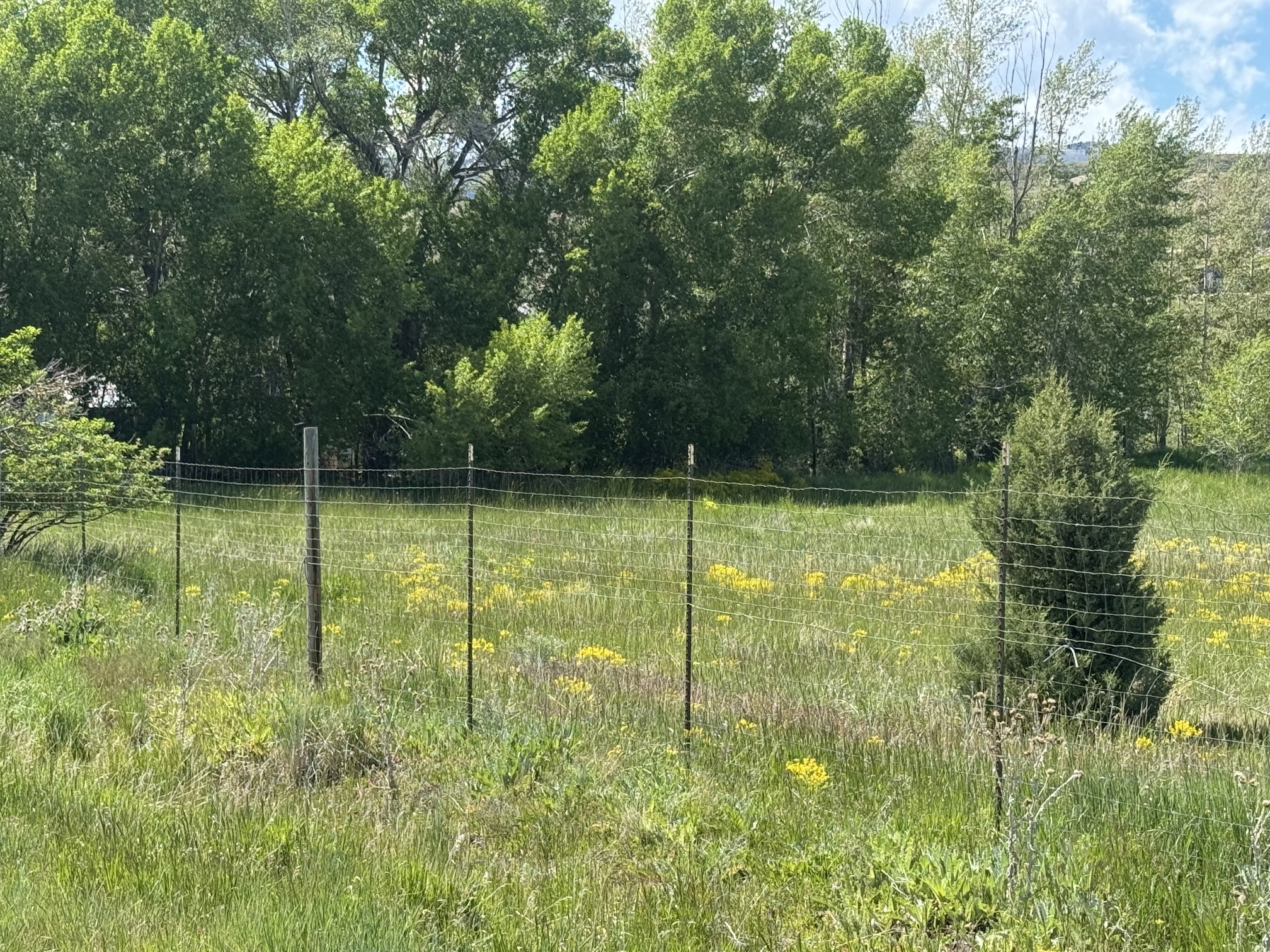 Expansive green space featuring a wire fence, mature trees, and natural vegetation