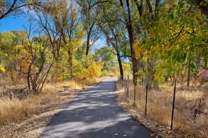 Paved pathway surrounded by mature trees with golden foliage, featuring a wire fence bordering the path and a distant wooden bench