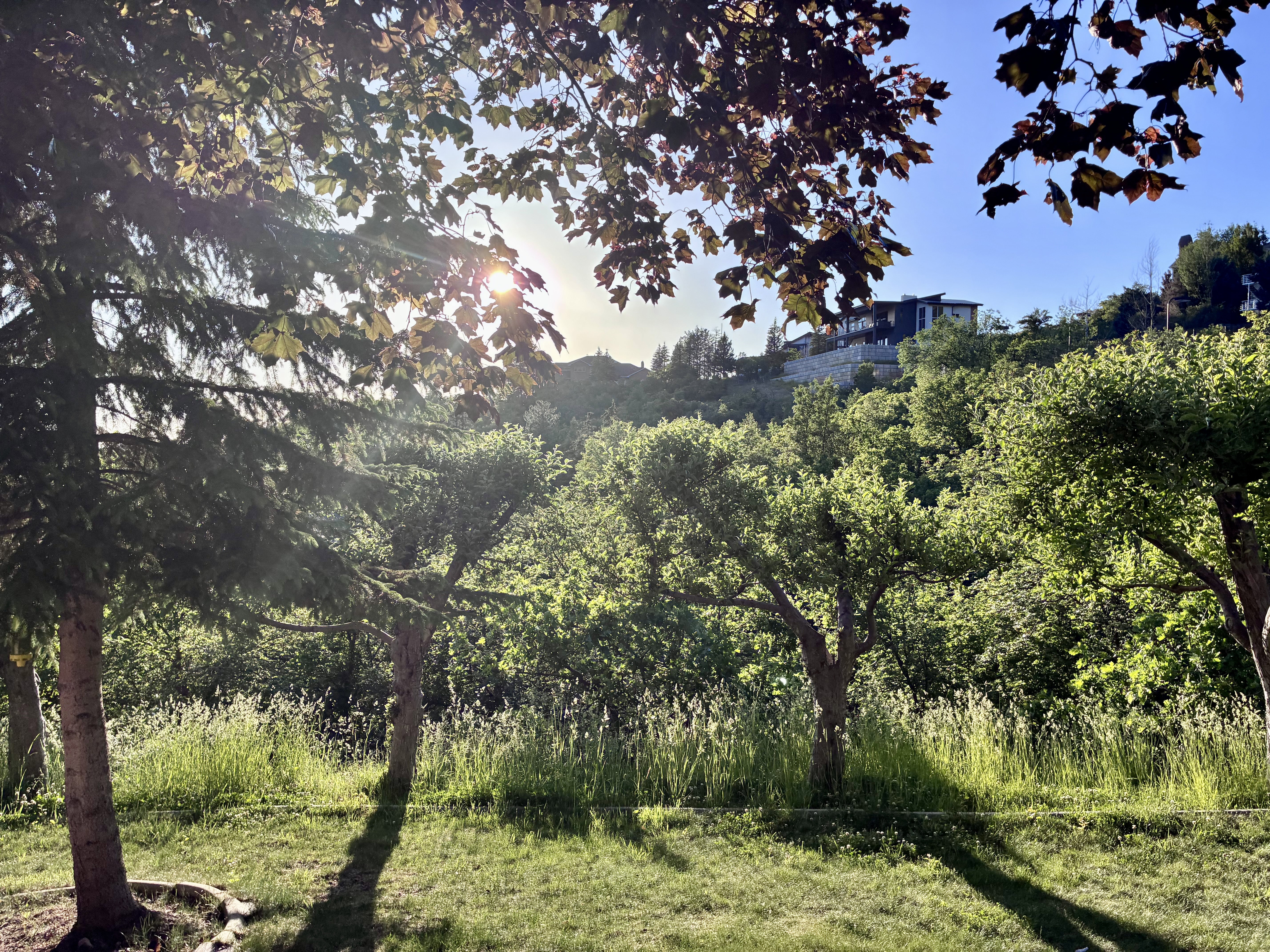 Manicured grassy area featuring mature trees and hillside foliage