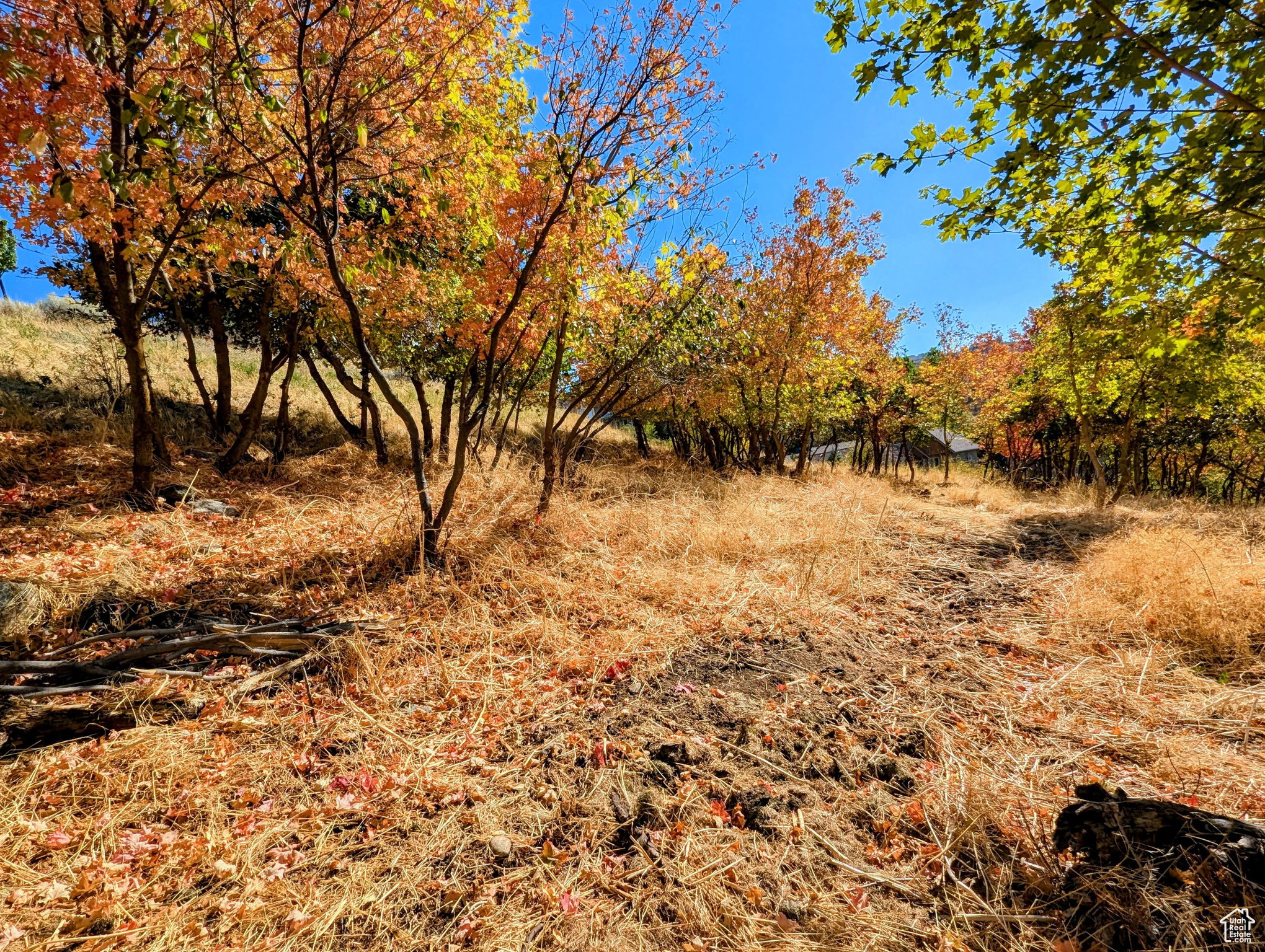 Sloping terrain featuring mature trees with vibrant autumn foliage